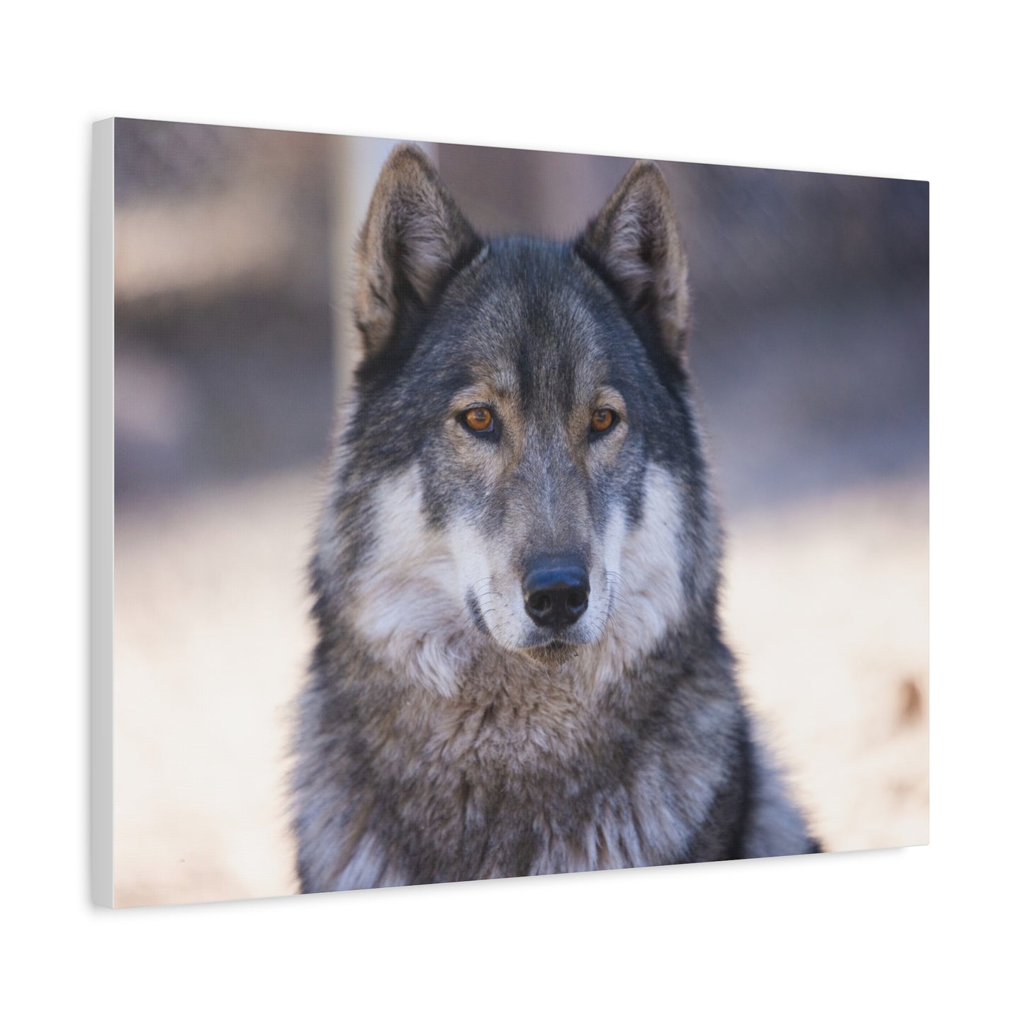 Wylie Canvas Print