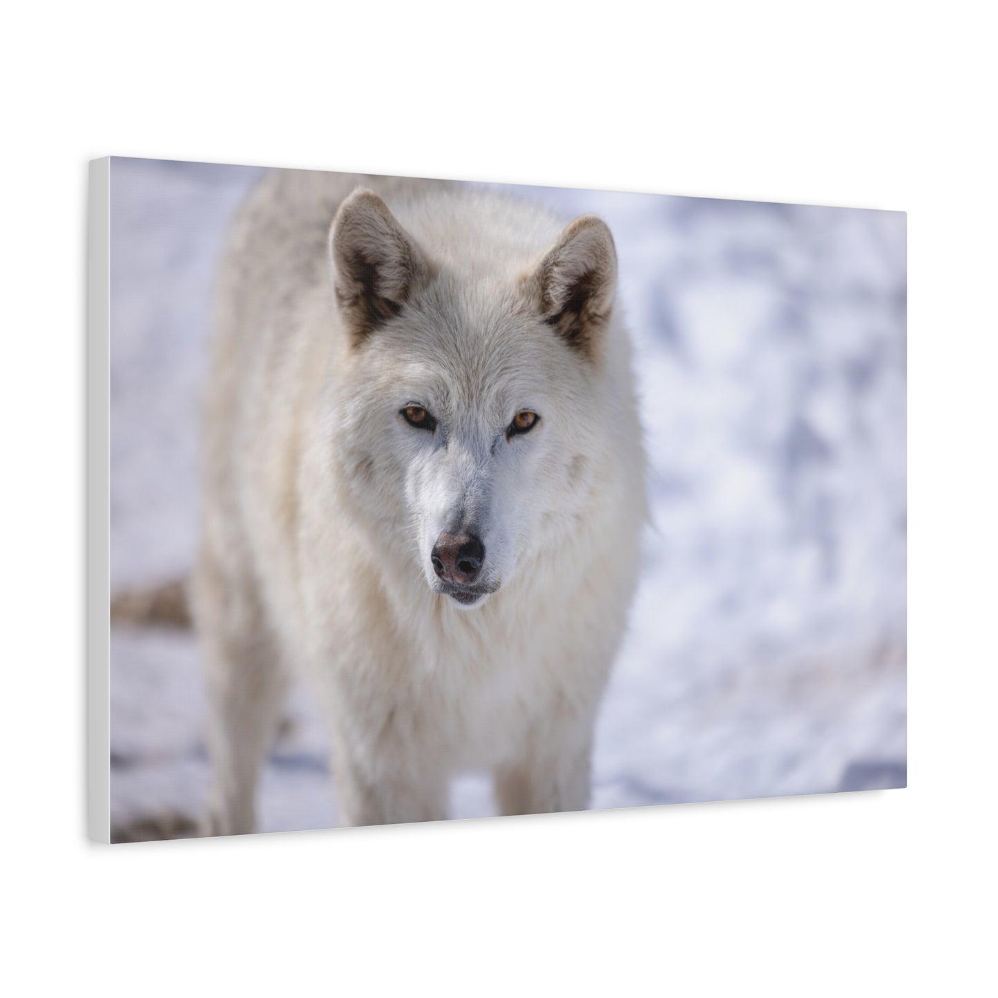 Charlee Canvas Print