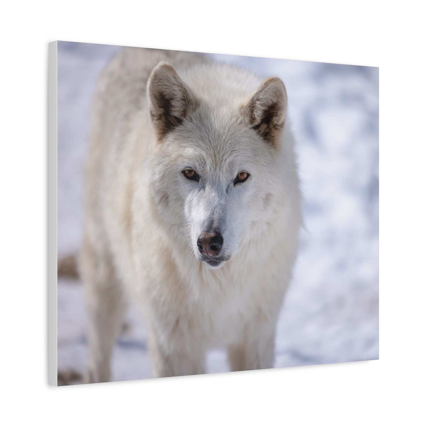 Charlee Canvas Print