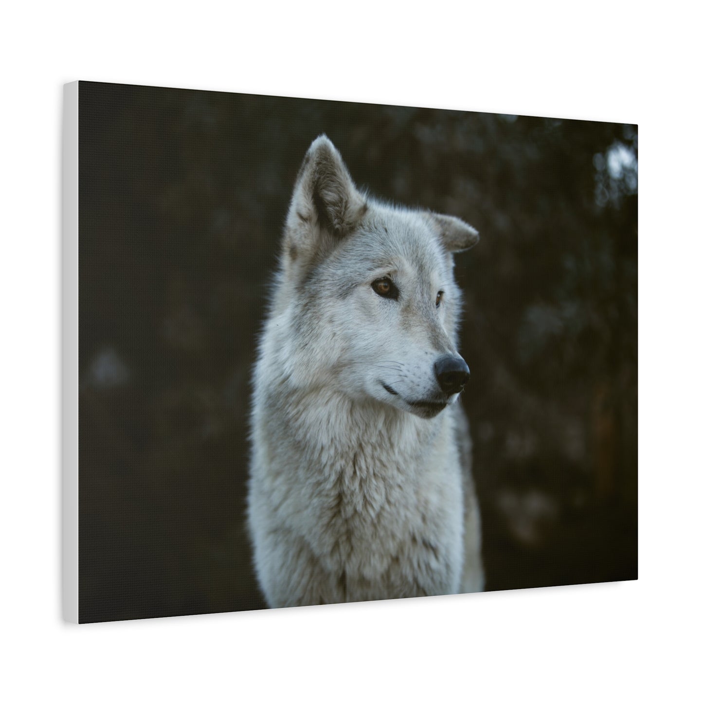 Willow Canvas Print