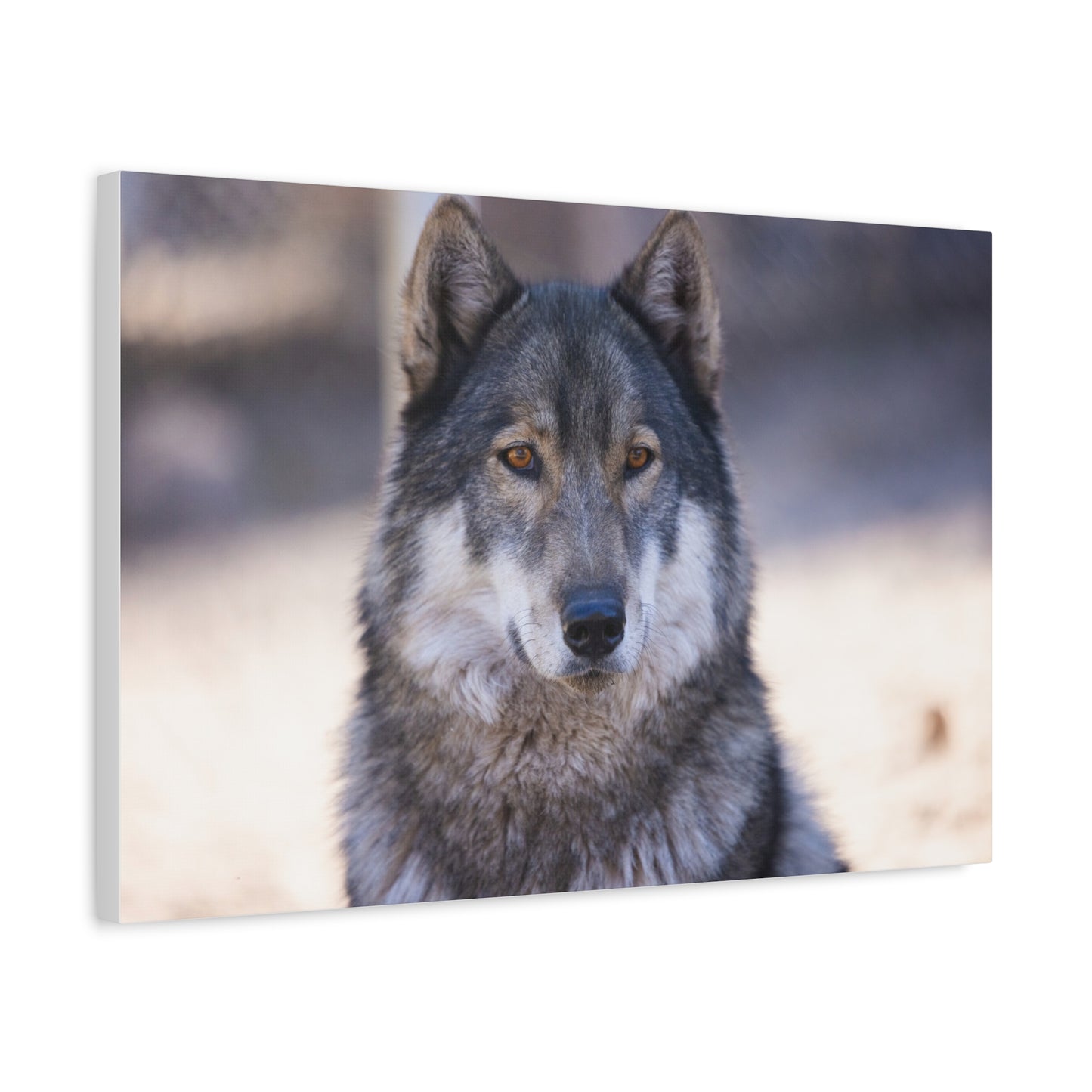 Wylie Canvas Print