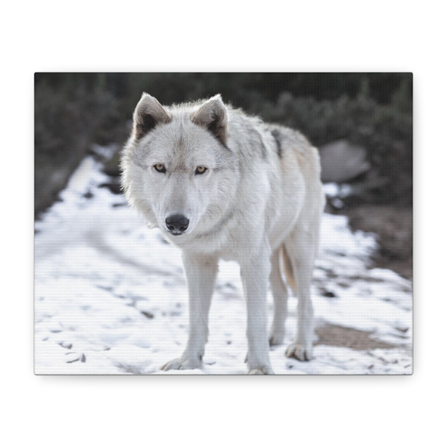 Leo Canvas Print