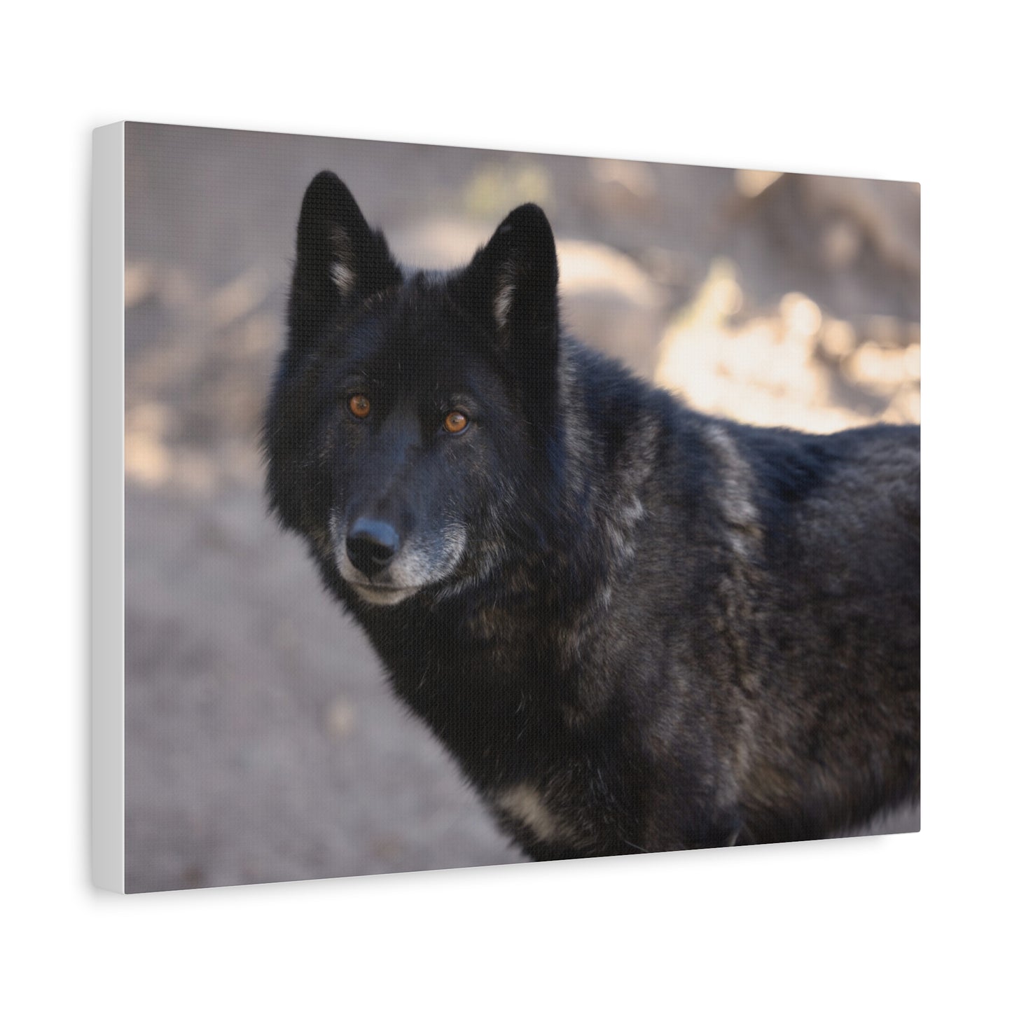 Lakota Canvas Print