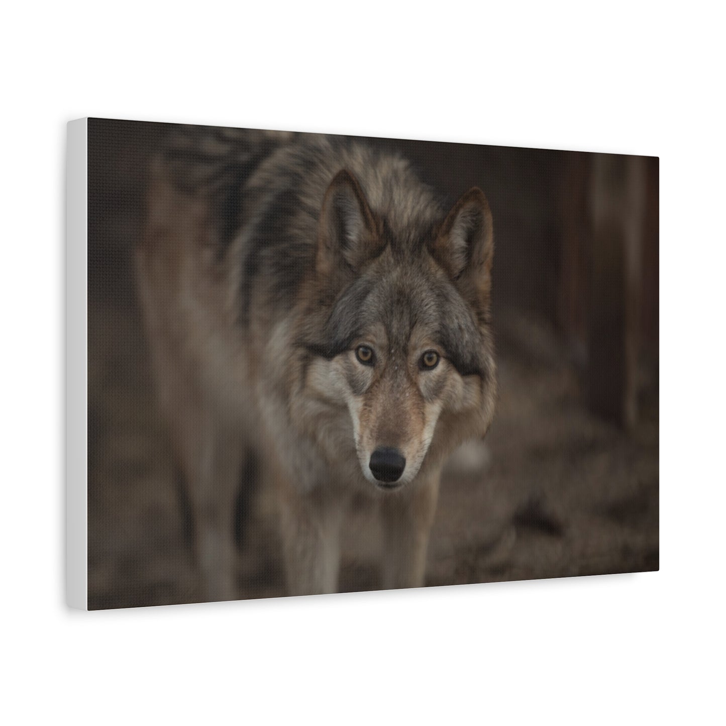 Nali Canvas Print