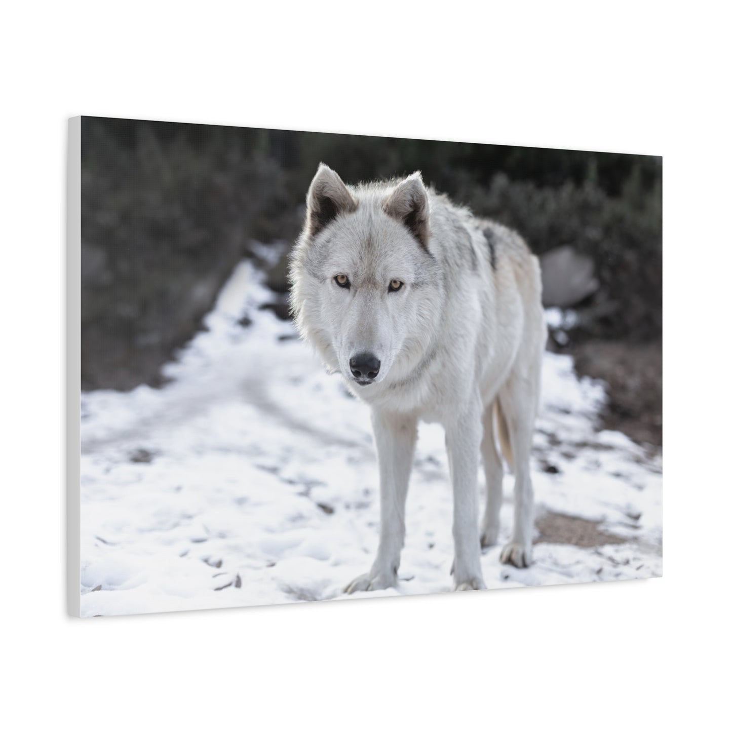 Leo Canvas Print