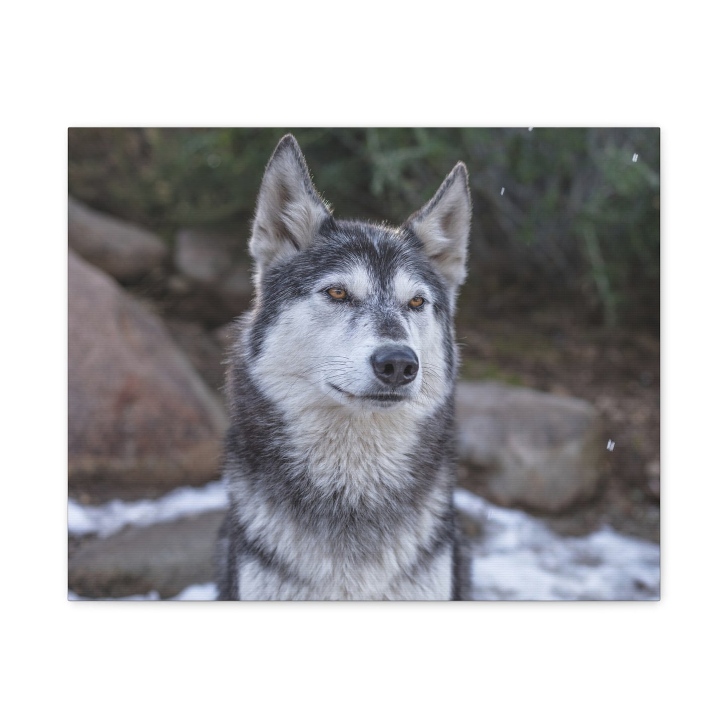 Luna Canvas Print
