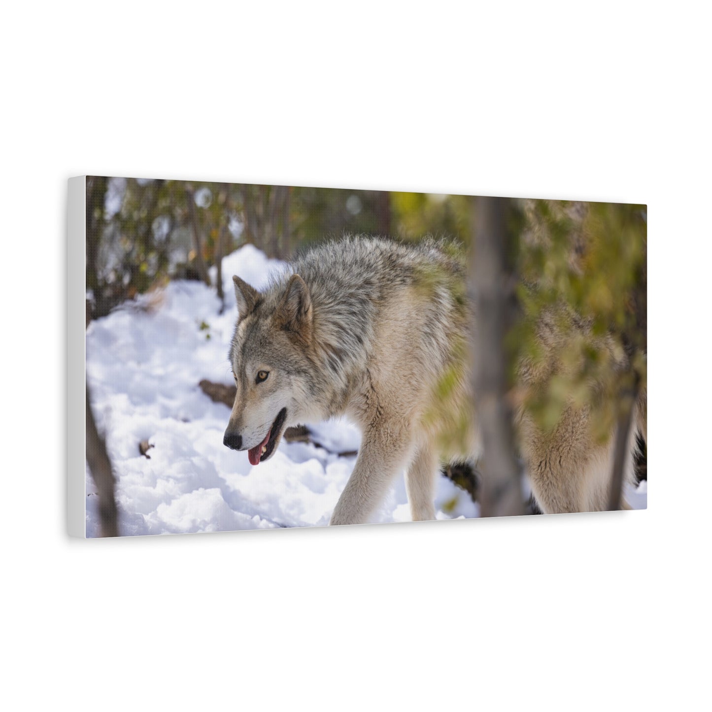 Bodhi Canvas Print