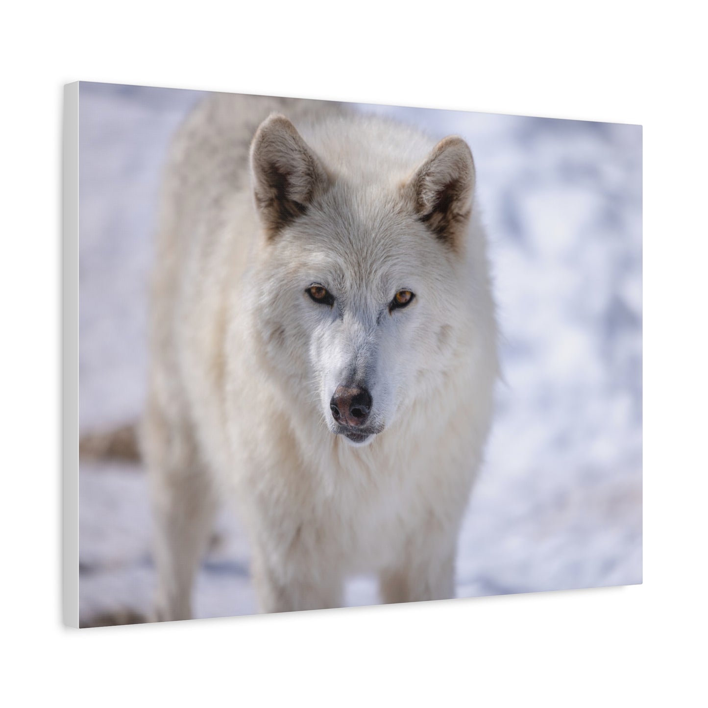 Charlee Canvas Print
