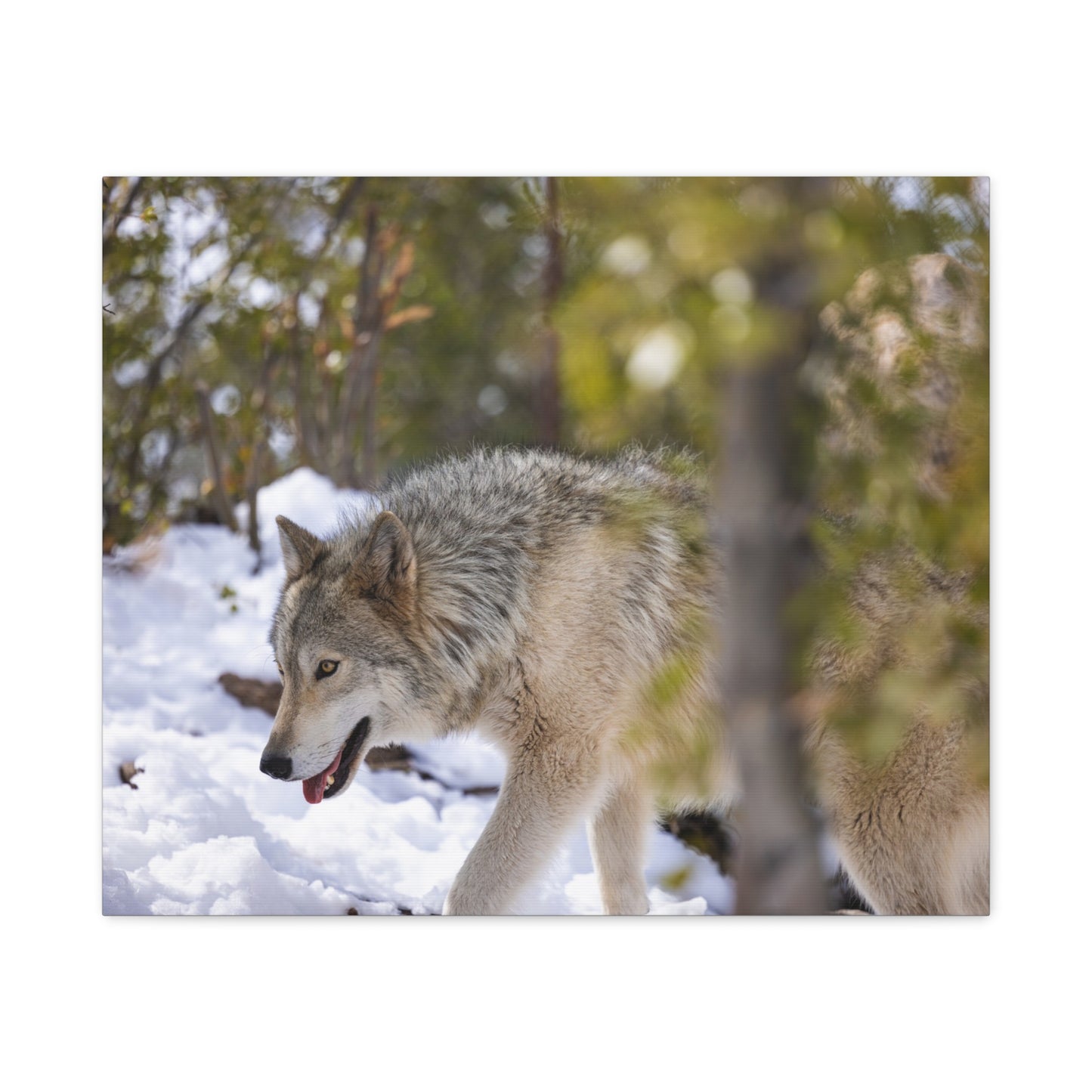 Bodhi Canvas Print