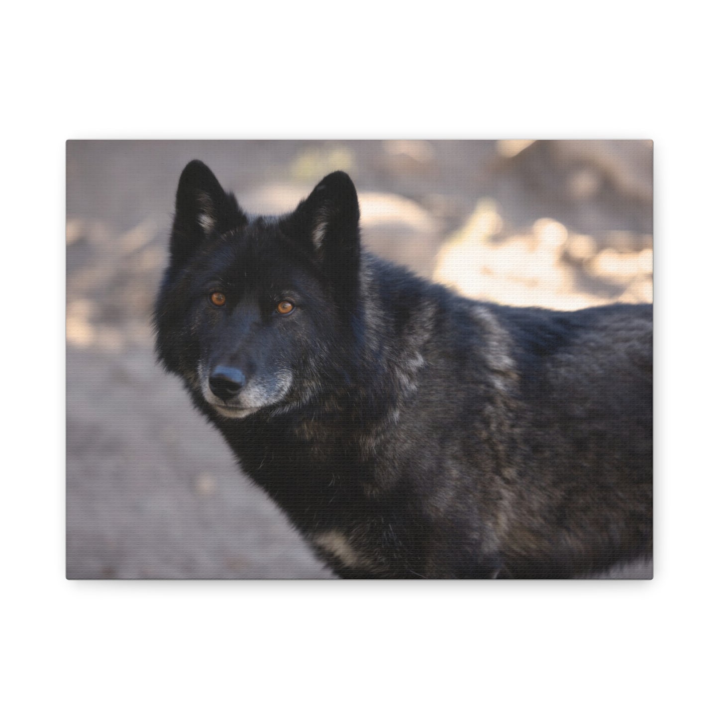 Lakota Canvas Print