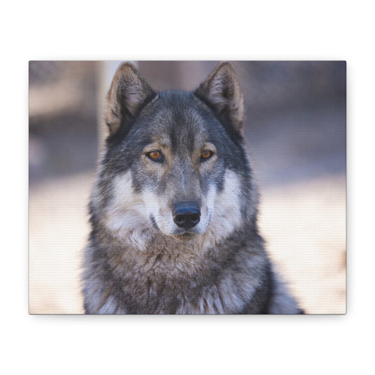 Wylie Canvas Print