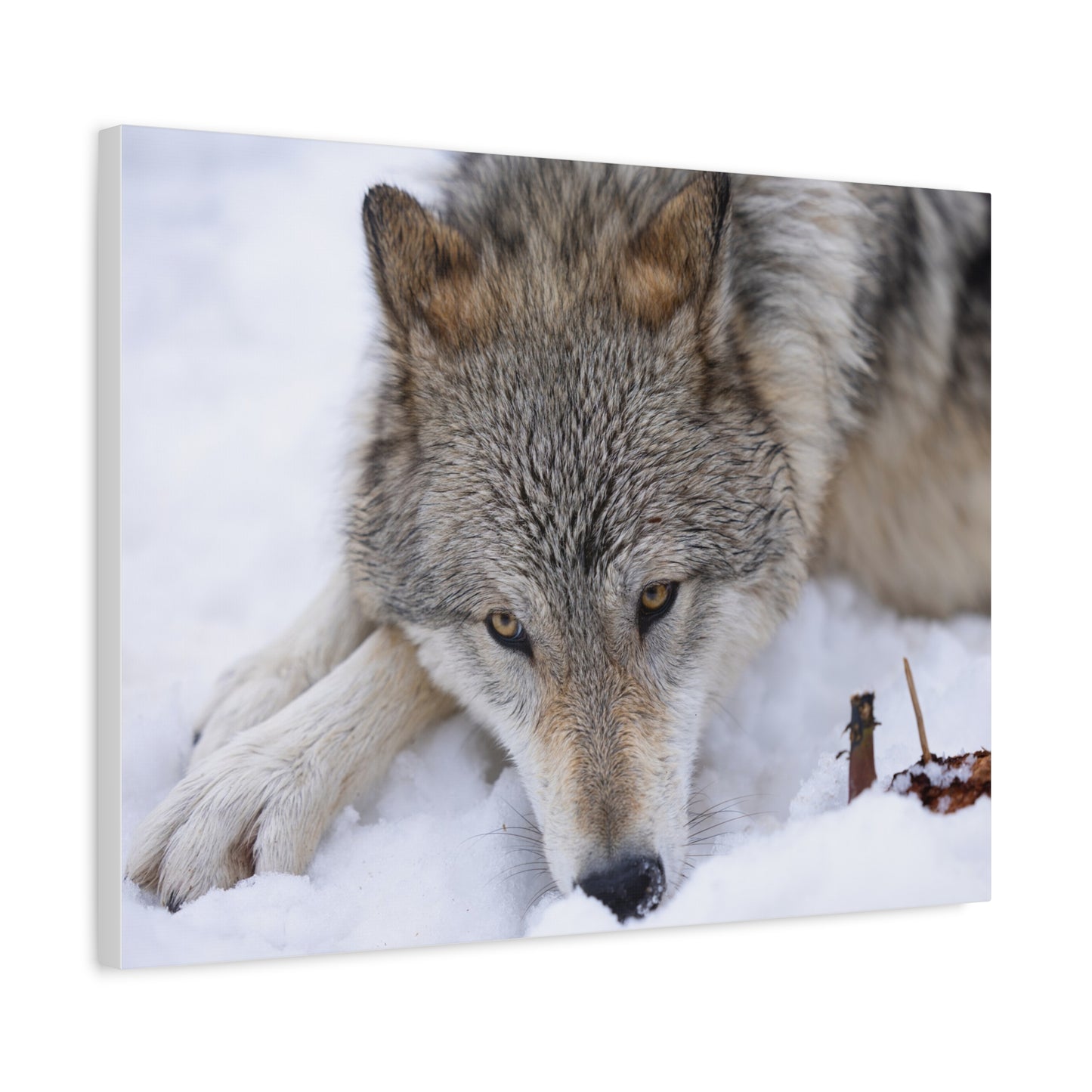 Nukumi Canvas Print