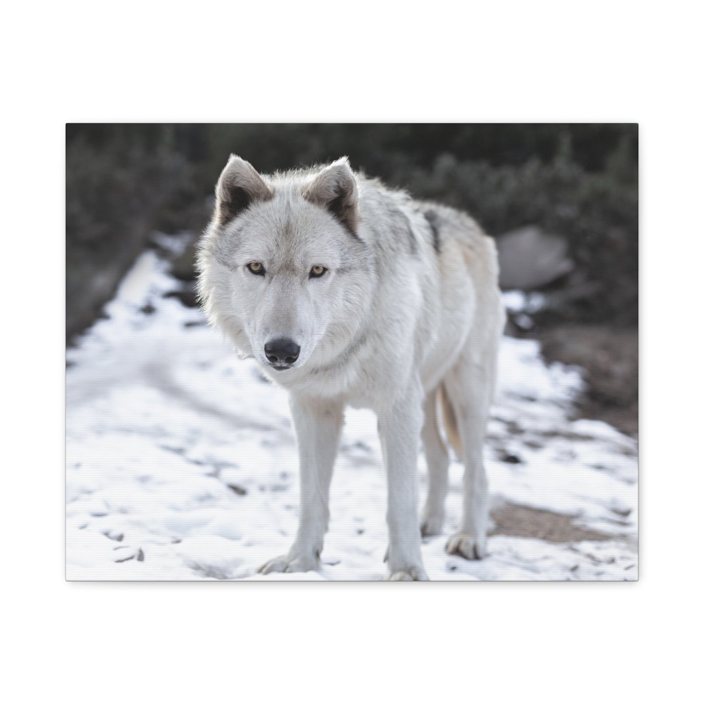 Leo Canvas Print