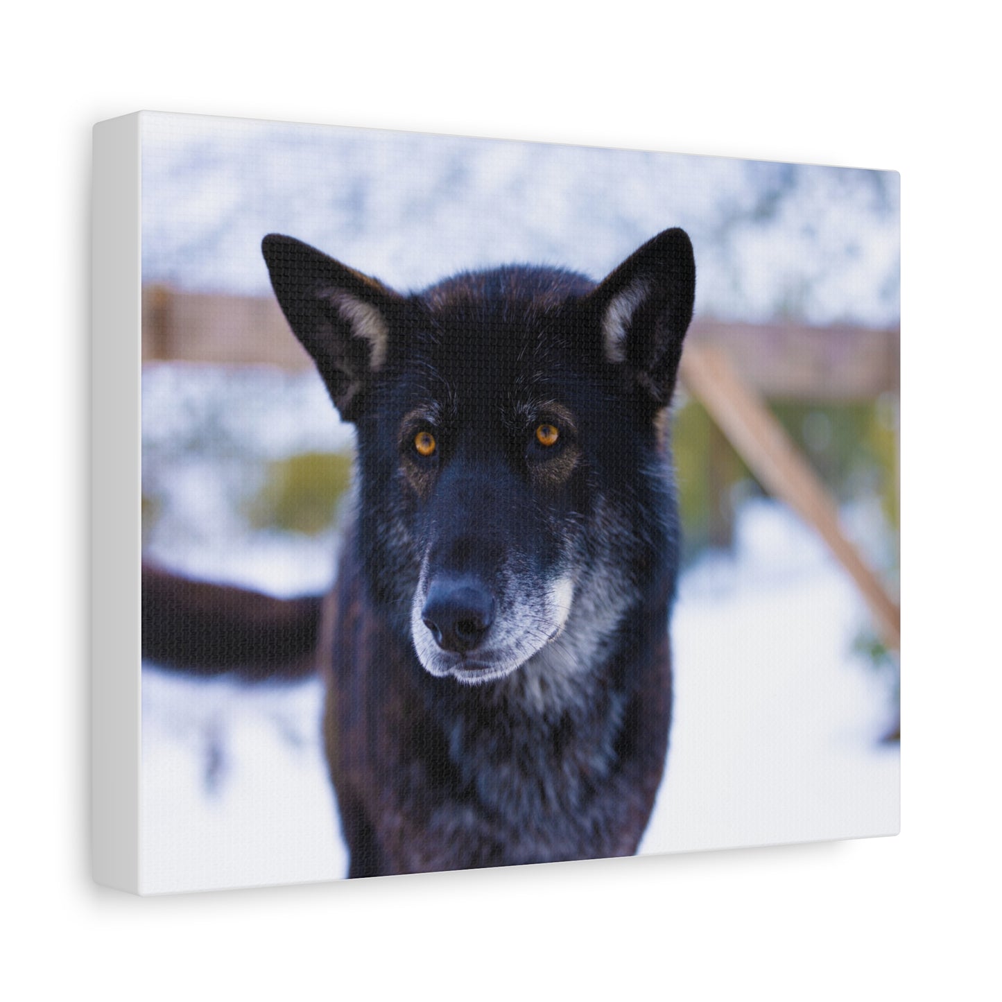 Gemma Canvas Print
