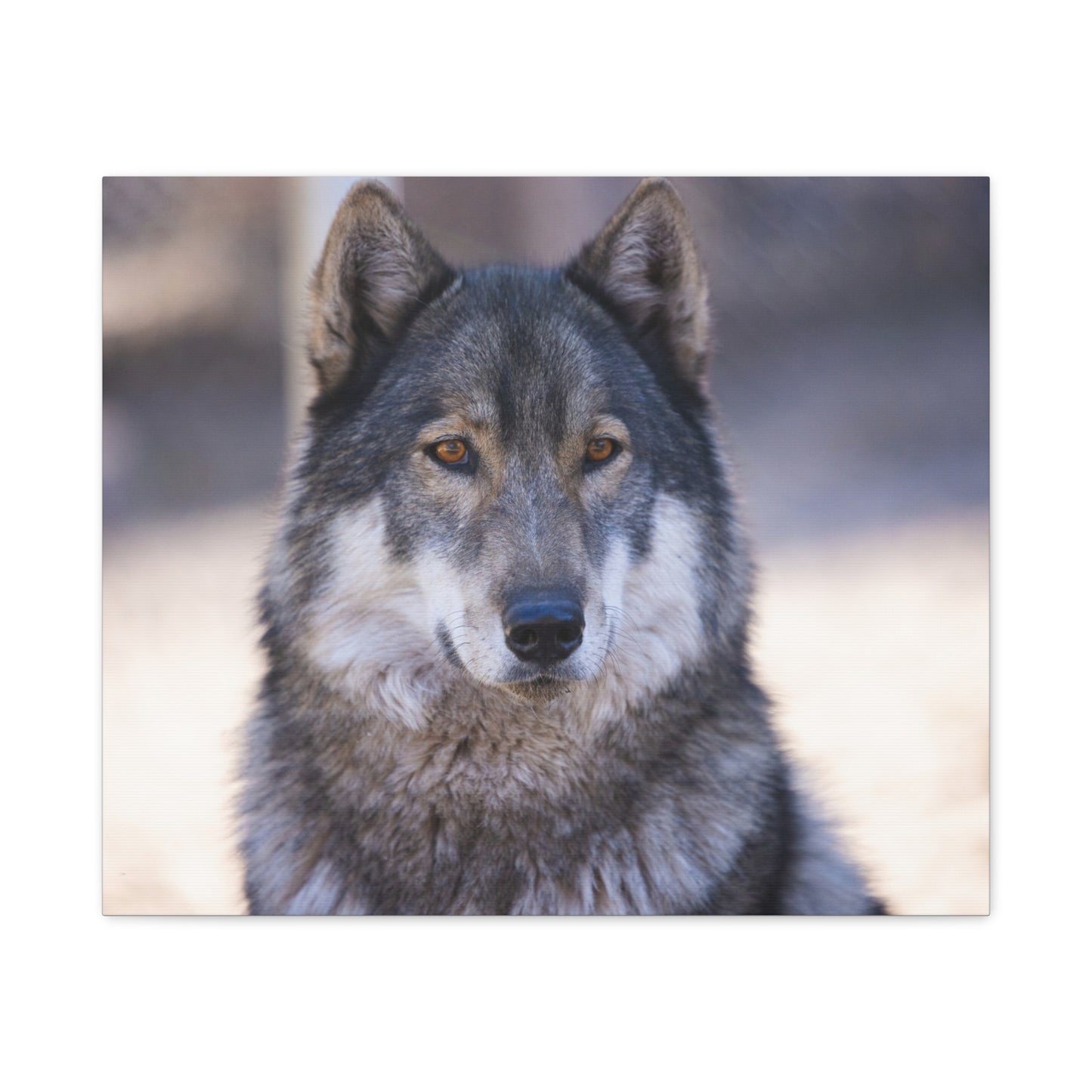 Wylie Canvas Print