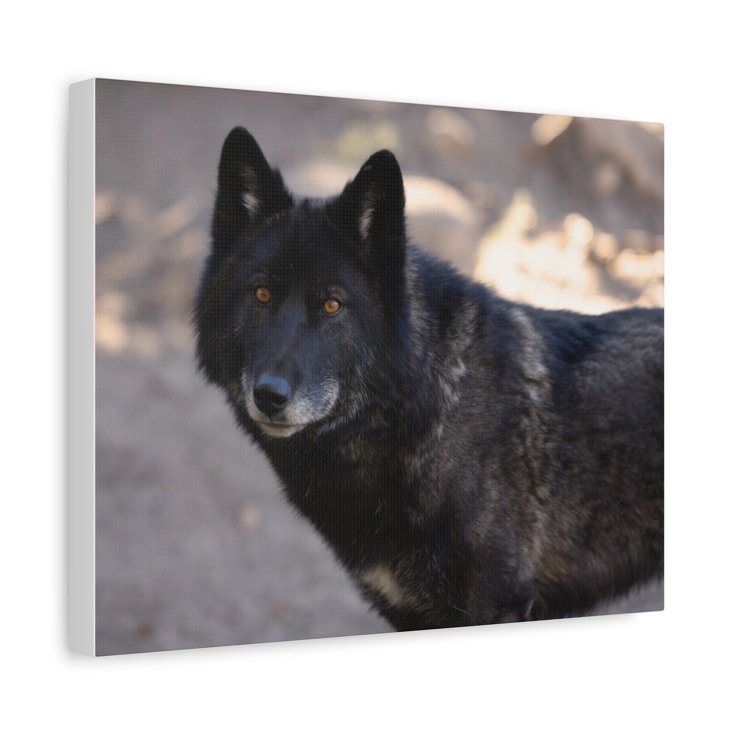 Lakota Canvas Print
