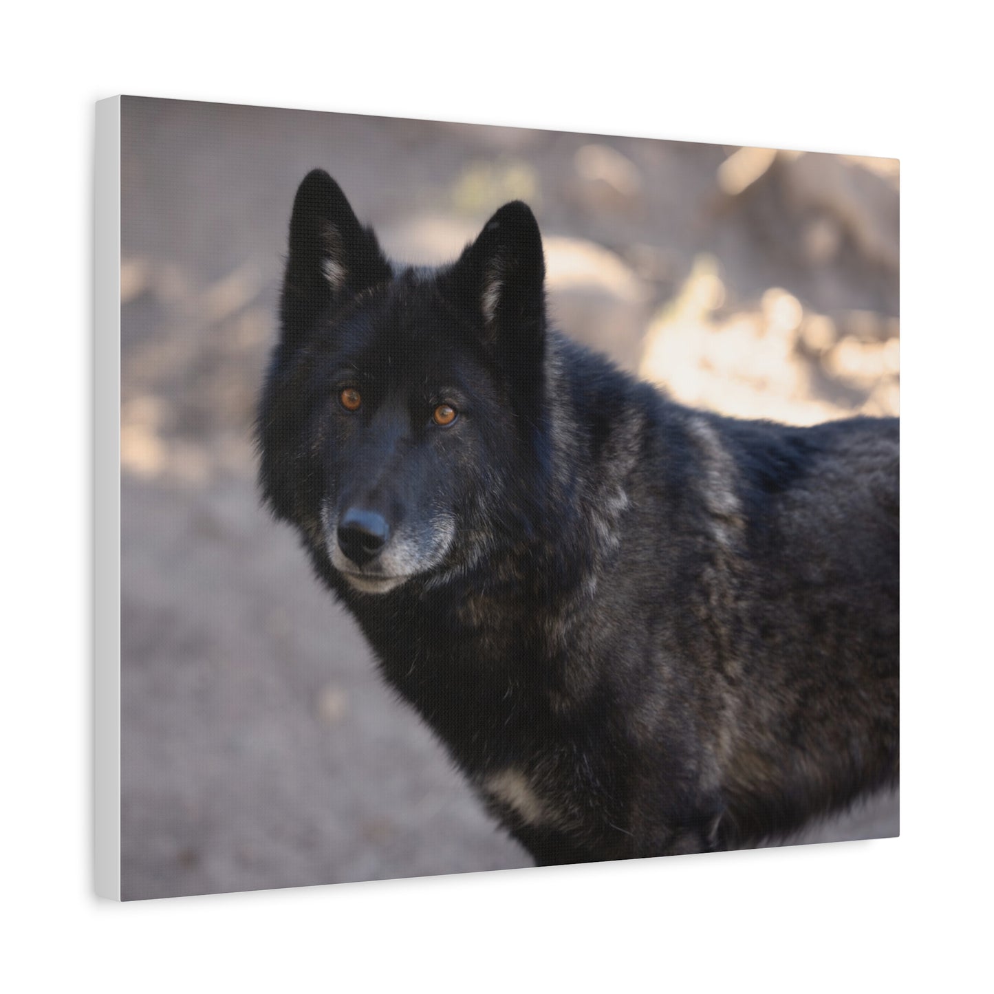 Lakota Canvas Print