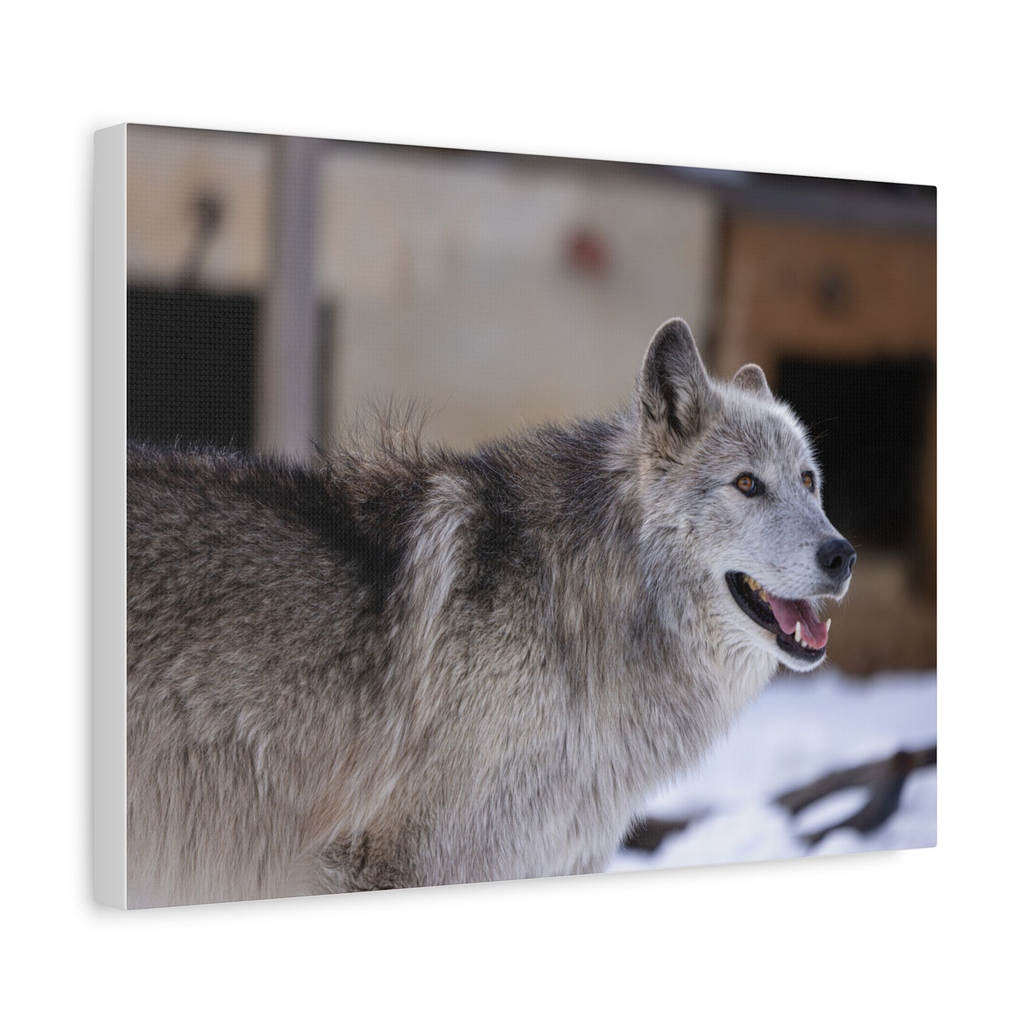 Daisy Canvas print