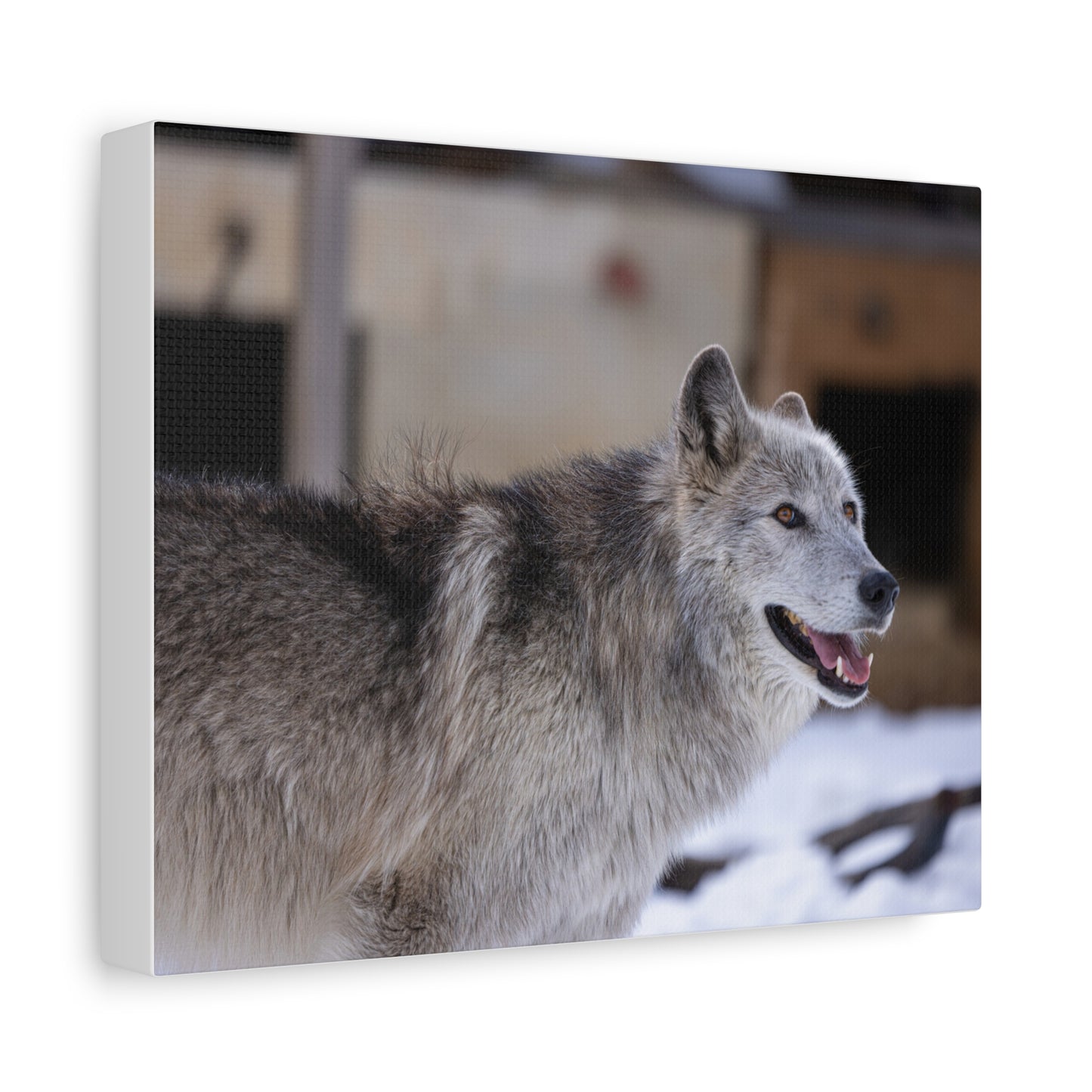 Daisy Canvas print