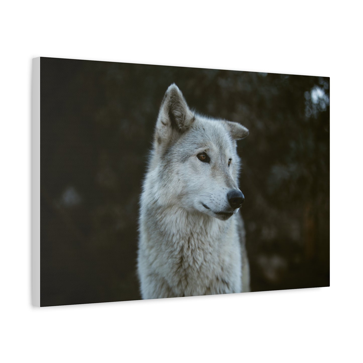 Willow Canvas Print