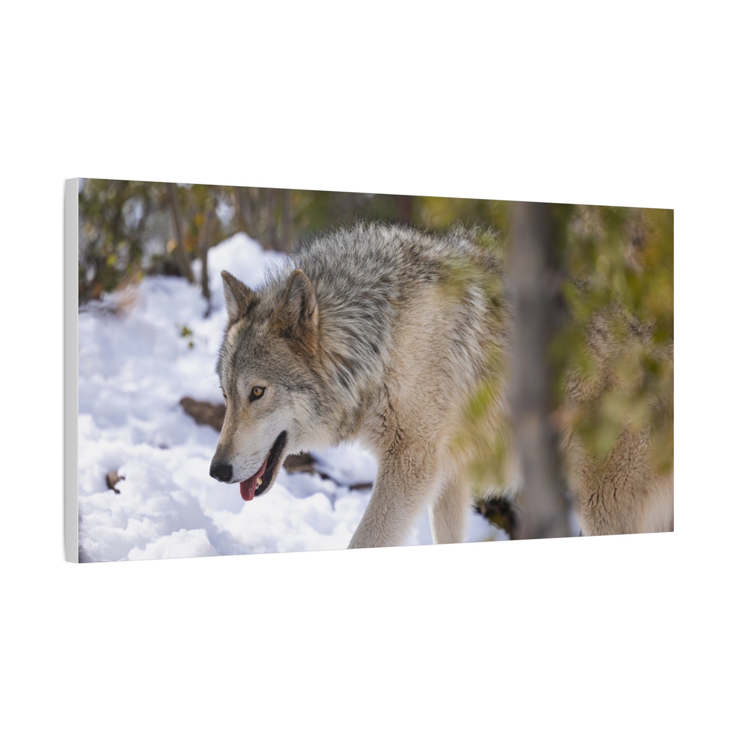 Bodhi Canvas Print