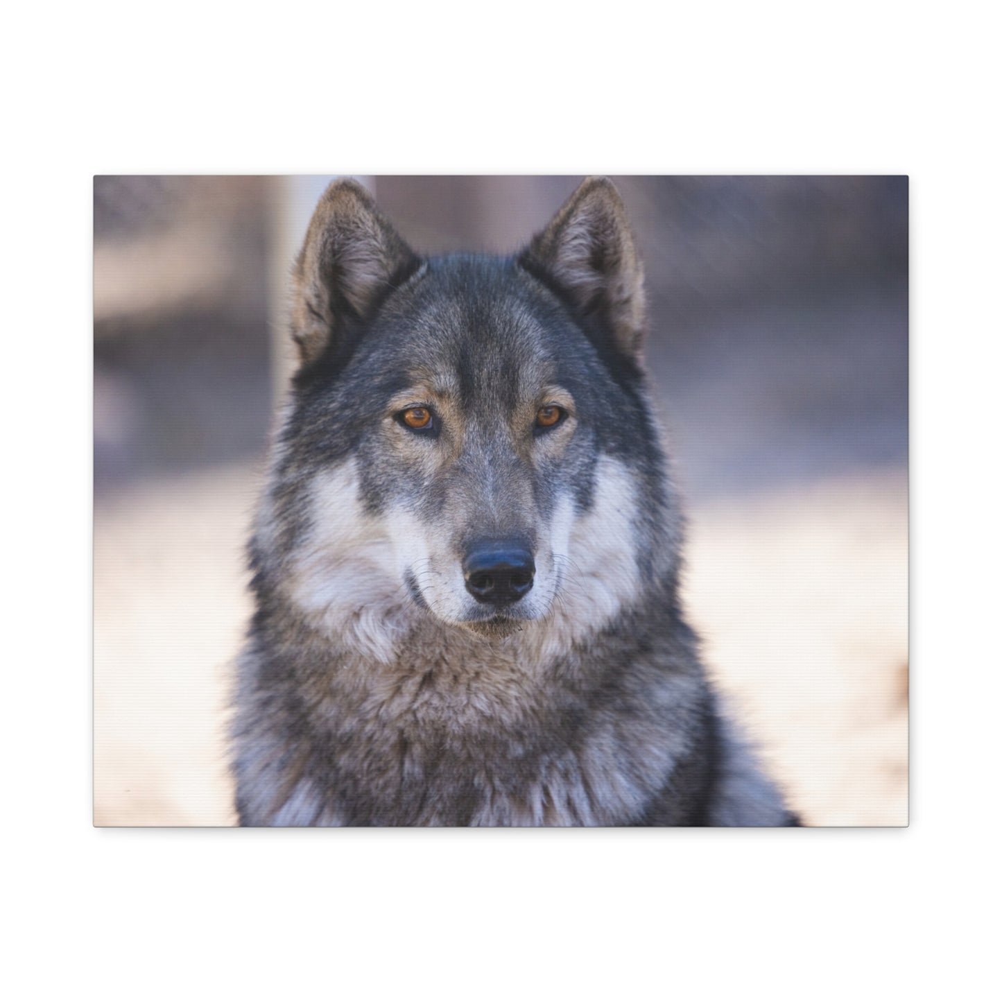 Wylie Canvas Print