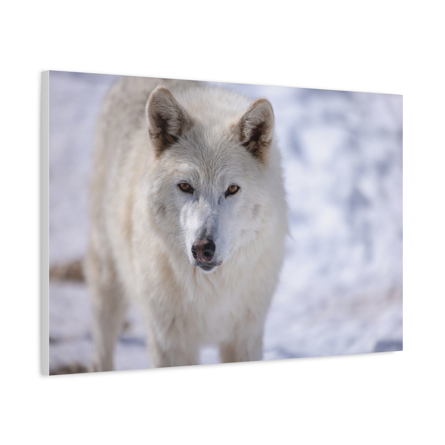 Charlee Canvas Print