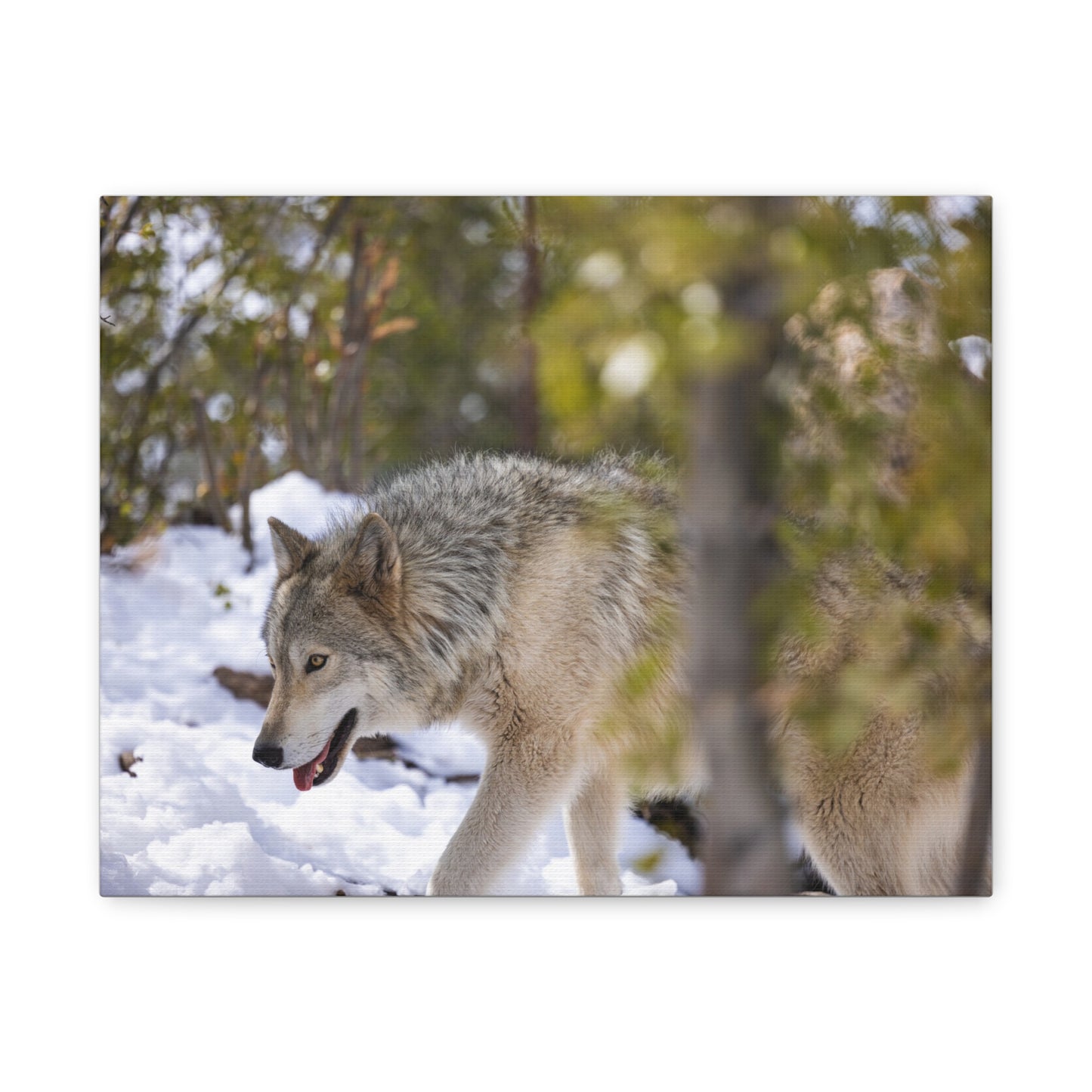Bodhi Canvas Print