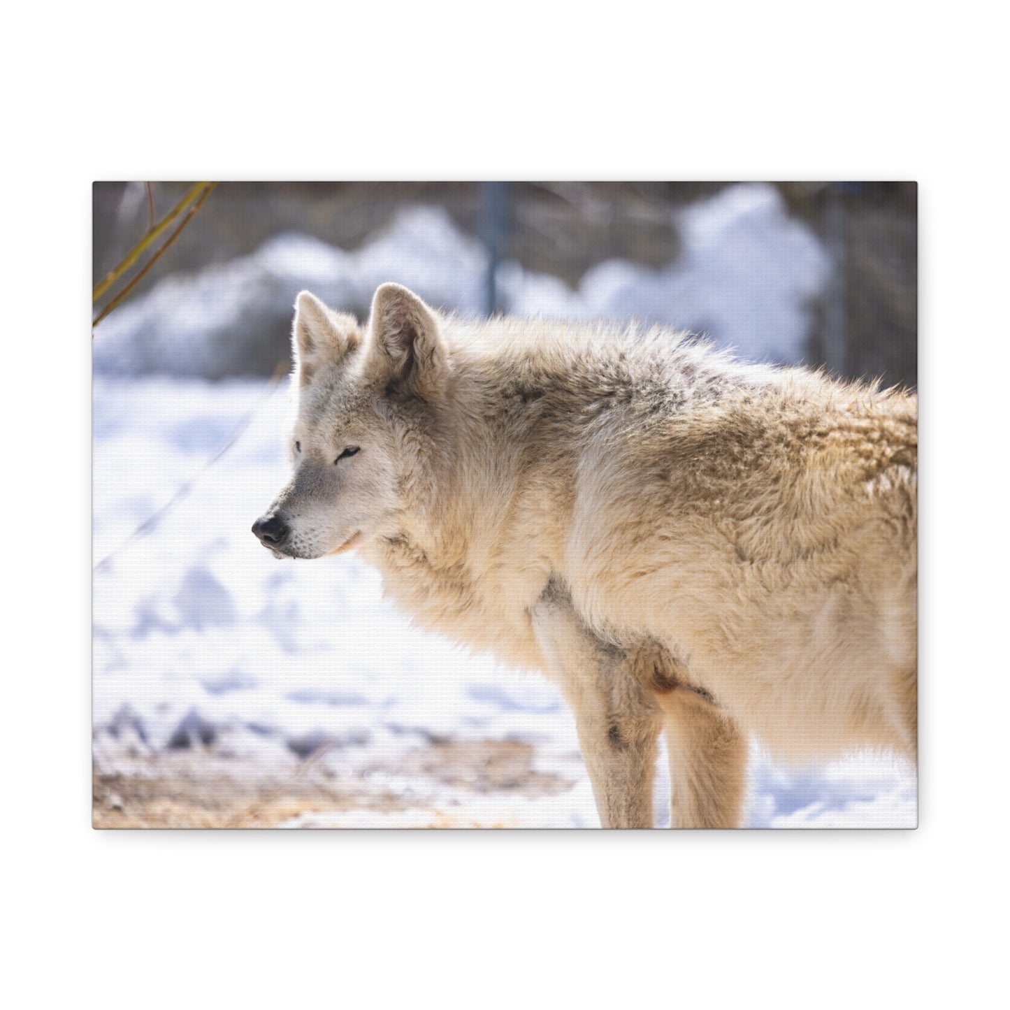 Max Canvas Print