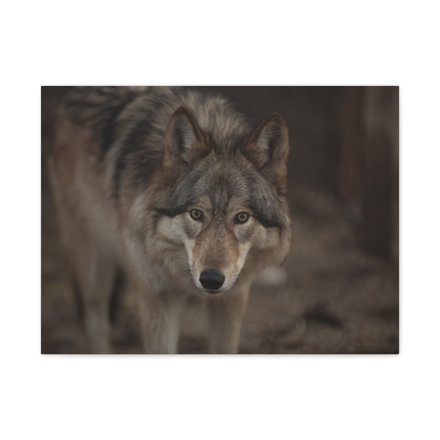 Nali Canvas Print