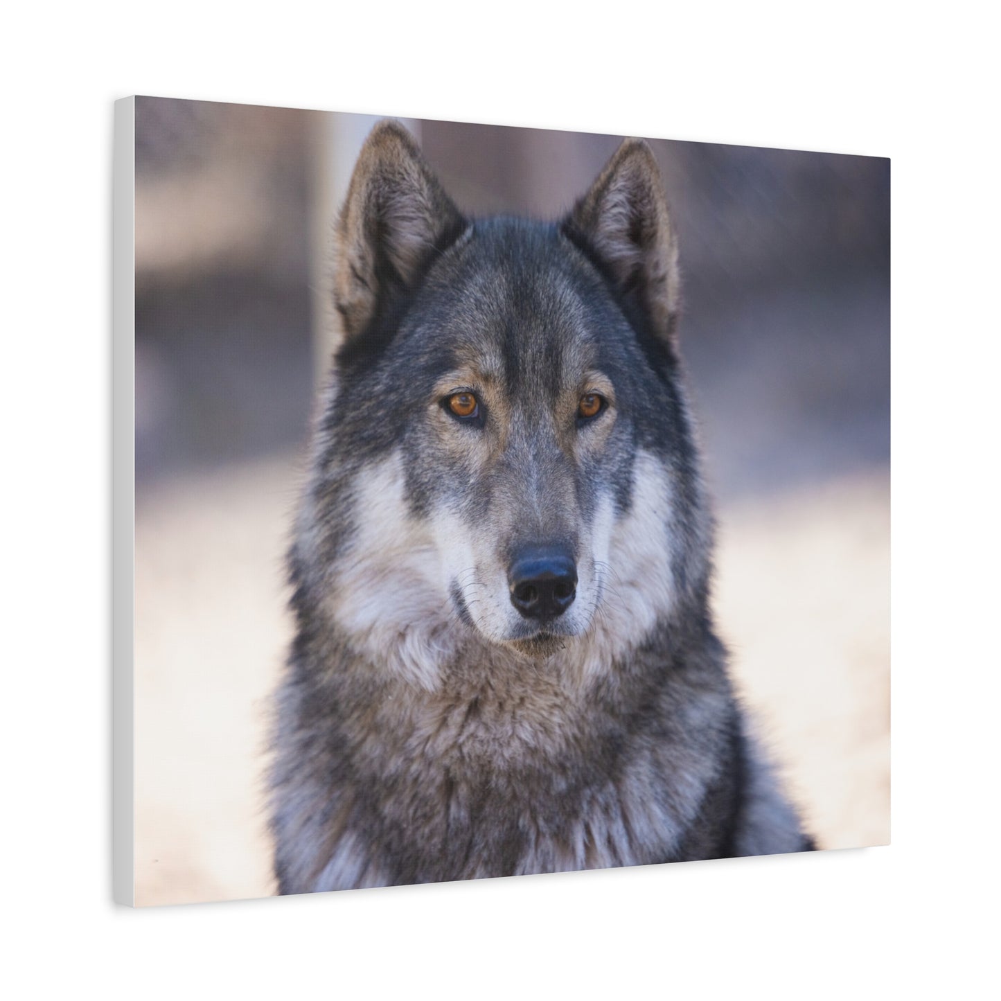 Wylie Canvas Print