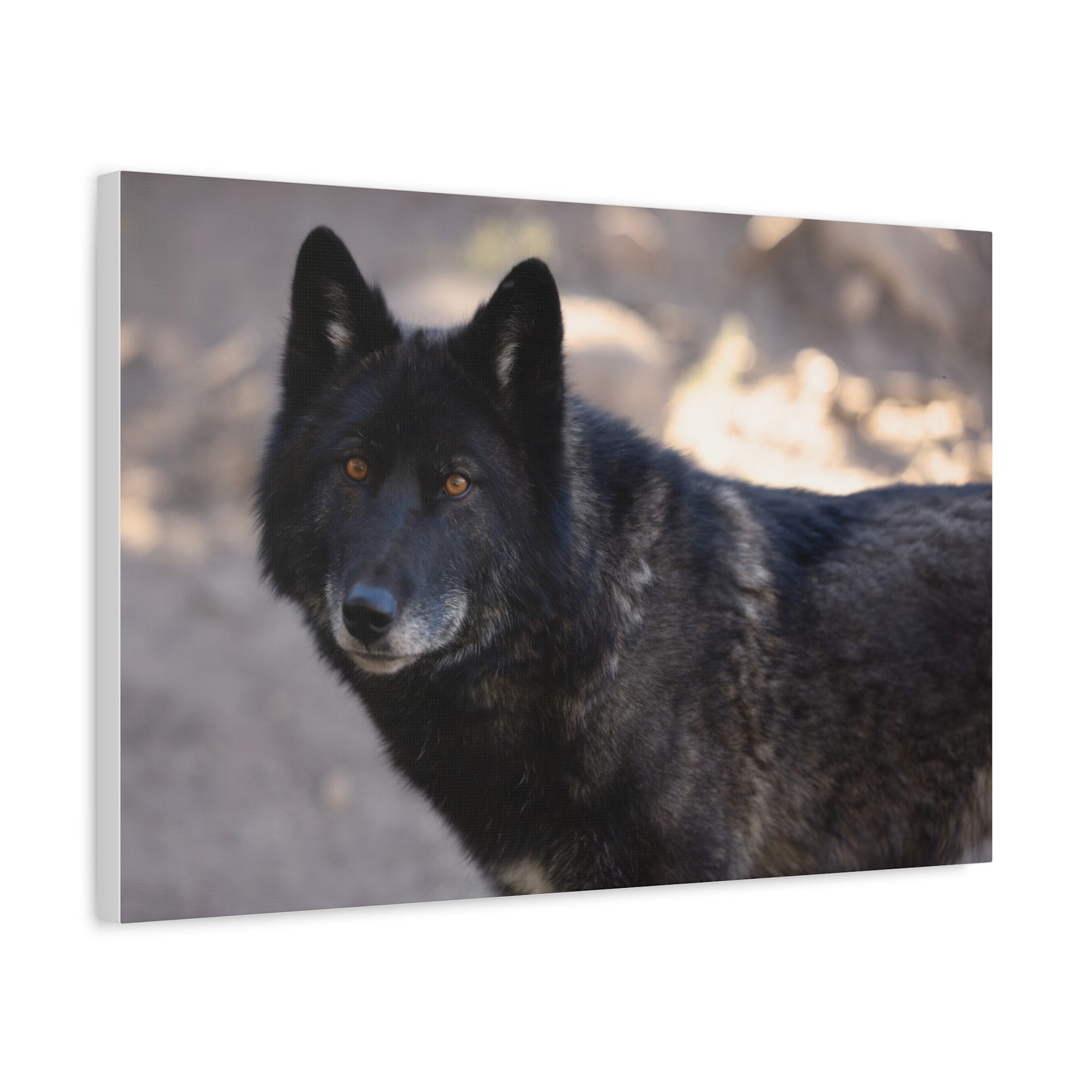 Lakota Canvas Print
