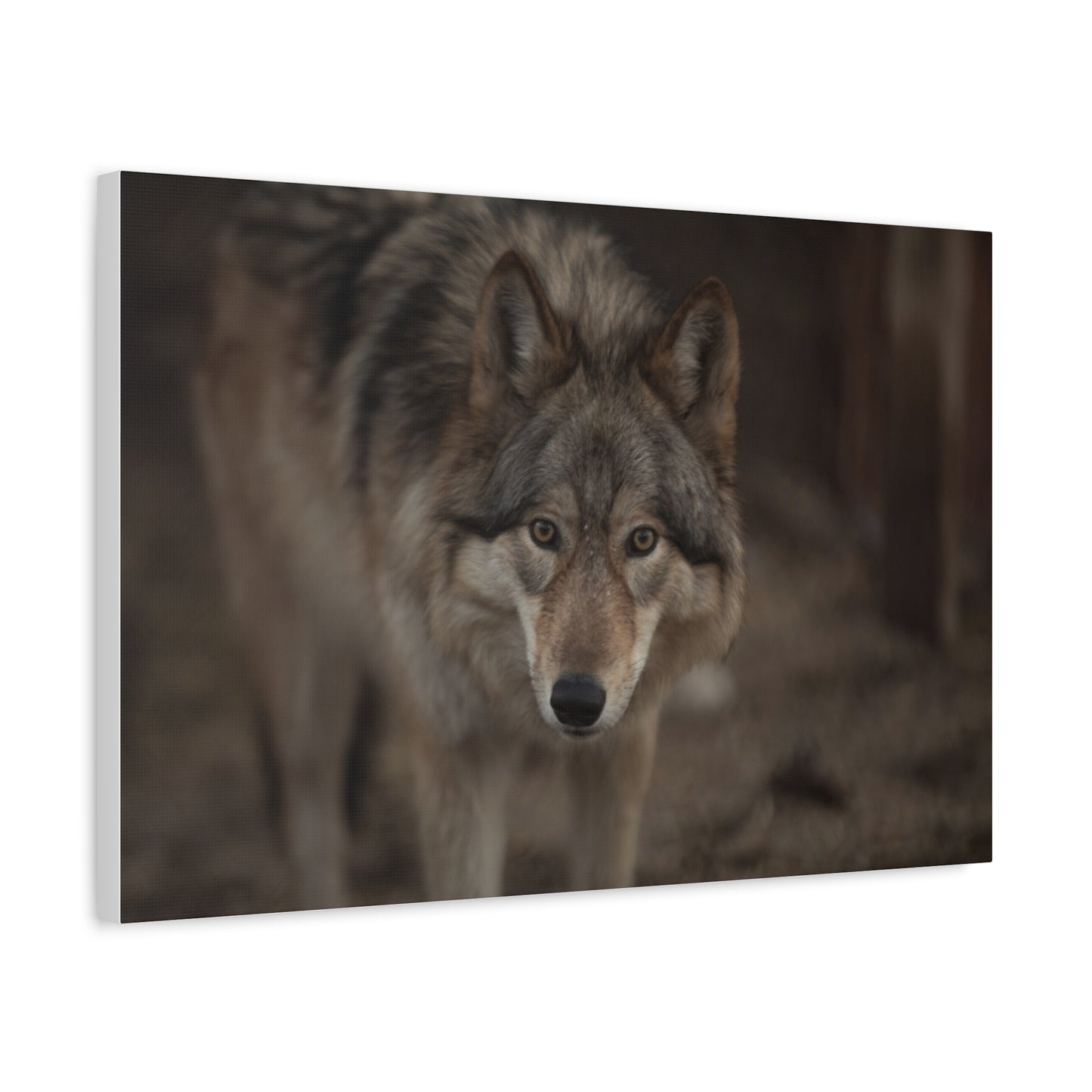 Nali Canvas Print