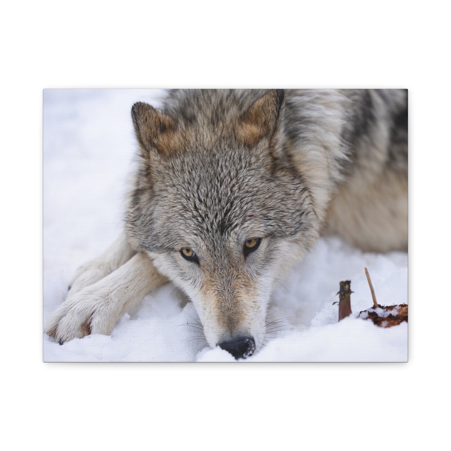 Nukumi Canvas Print