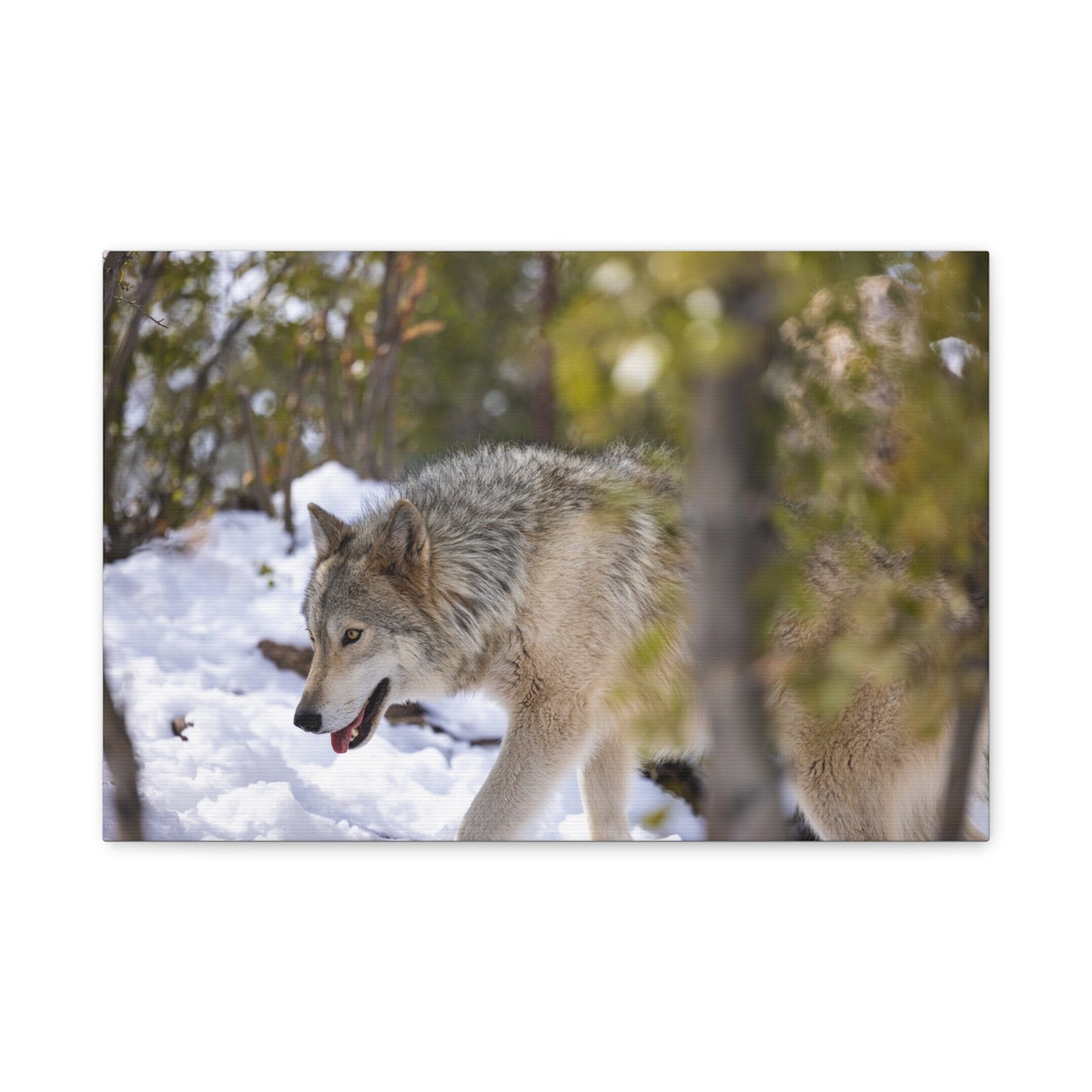 Bodhi Canvas Print