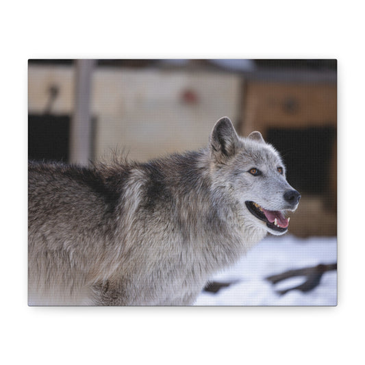 Daisy Canvas print