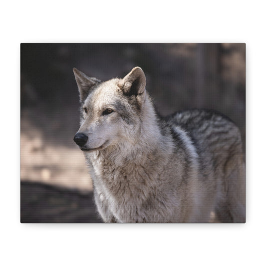 Torben Canvas Print