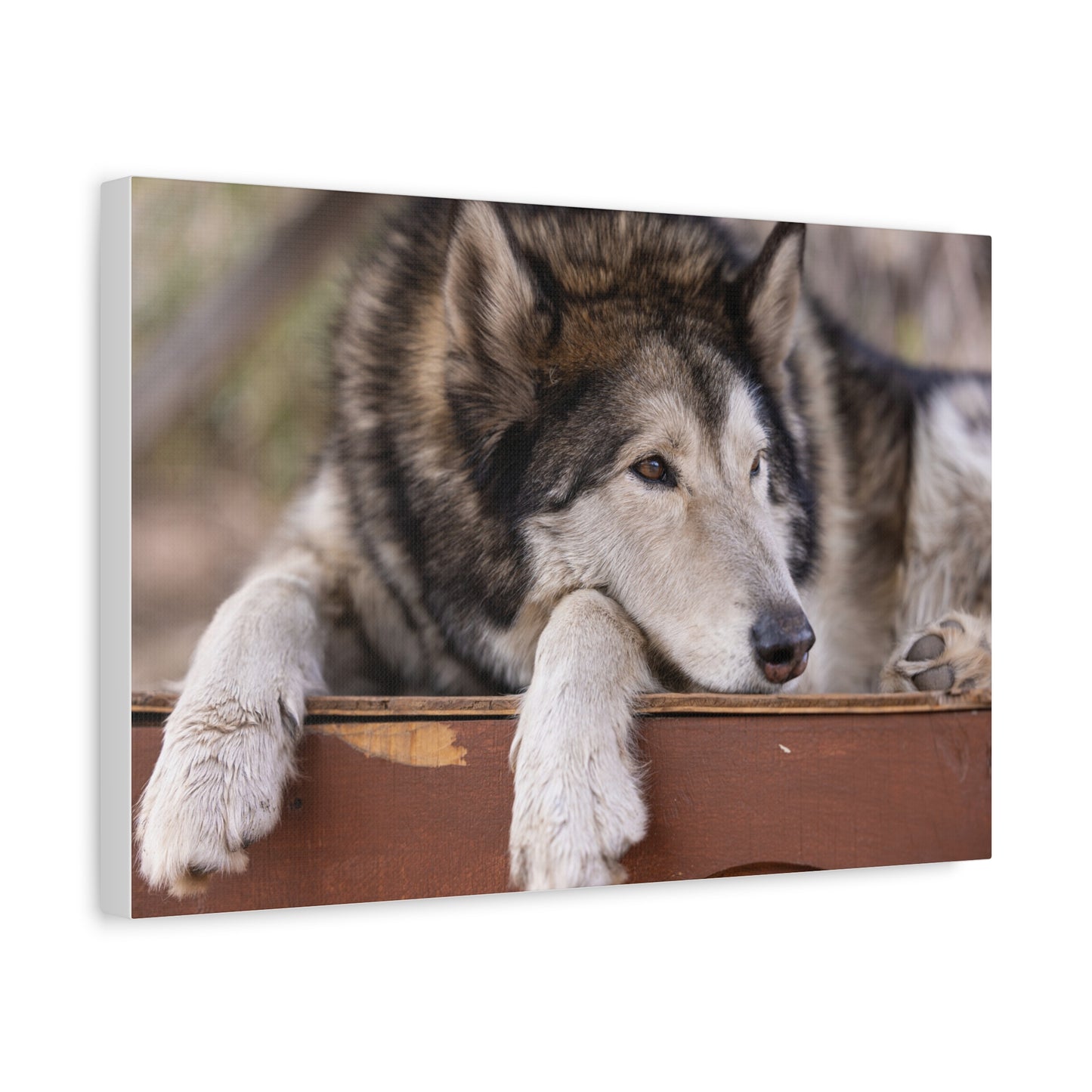 Wolfee Canvas Print