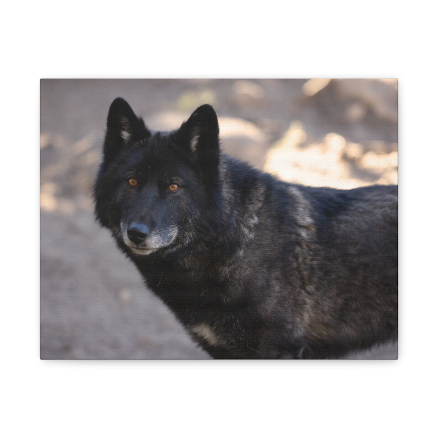 Lakota Canvas Print