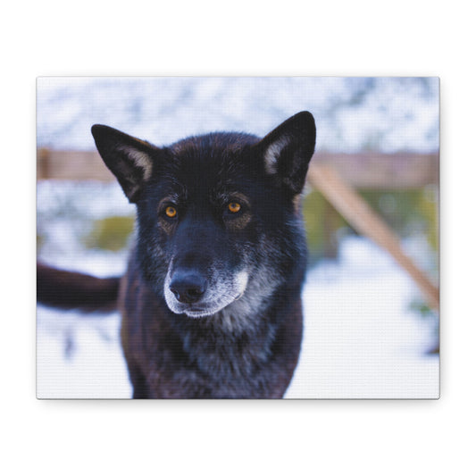 Gemma Canvas Print