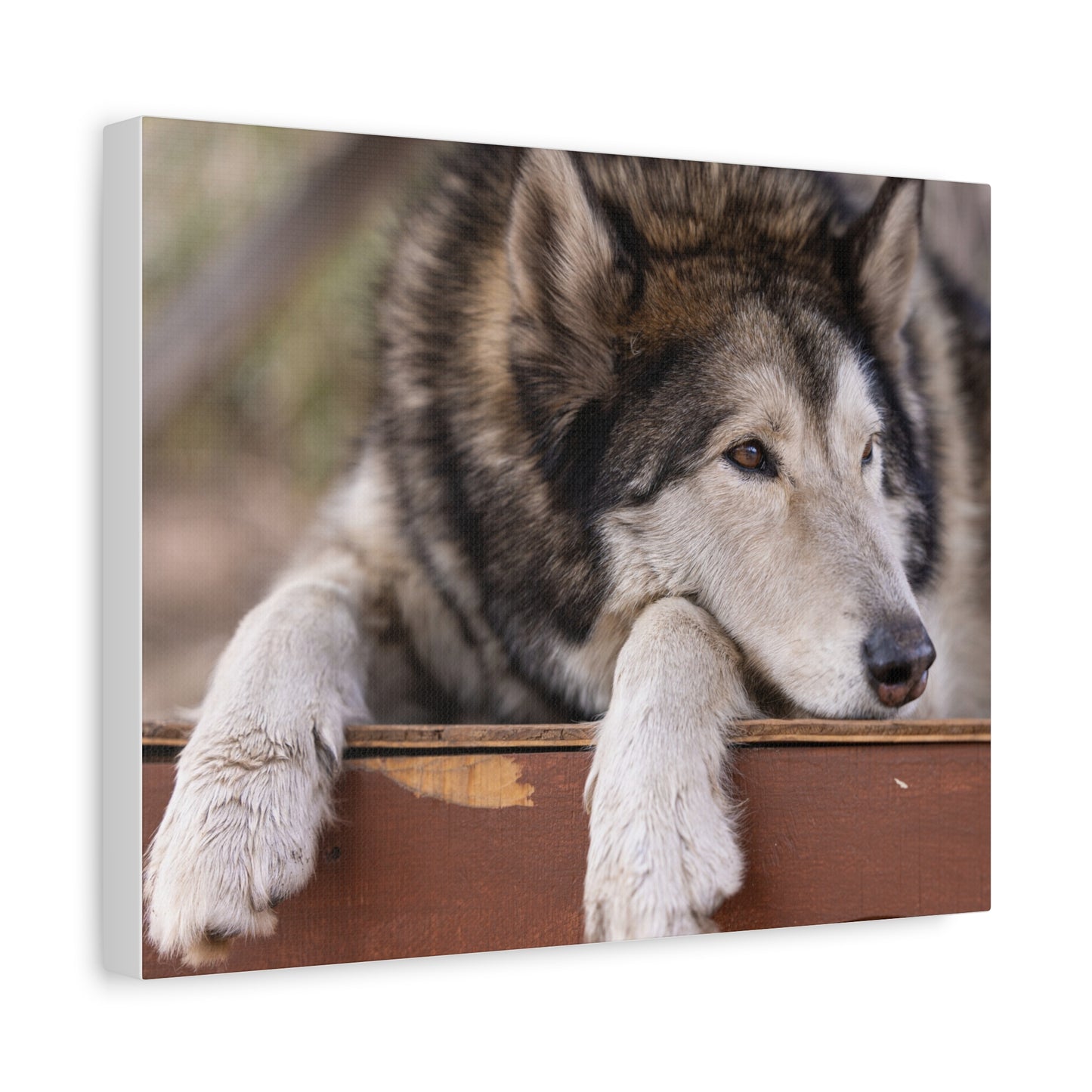 Wolfee Canvas Print