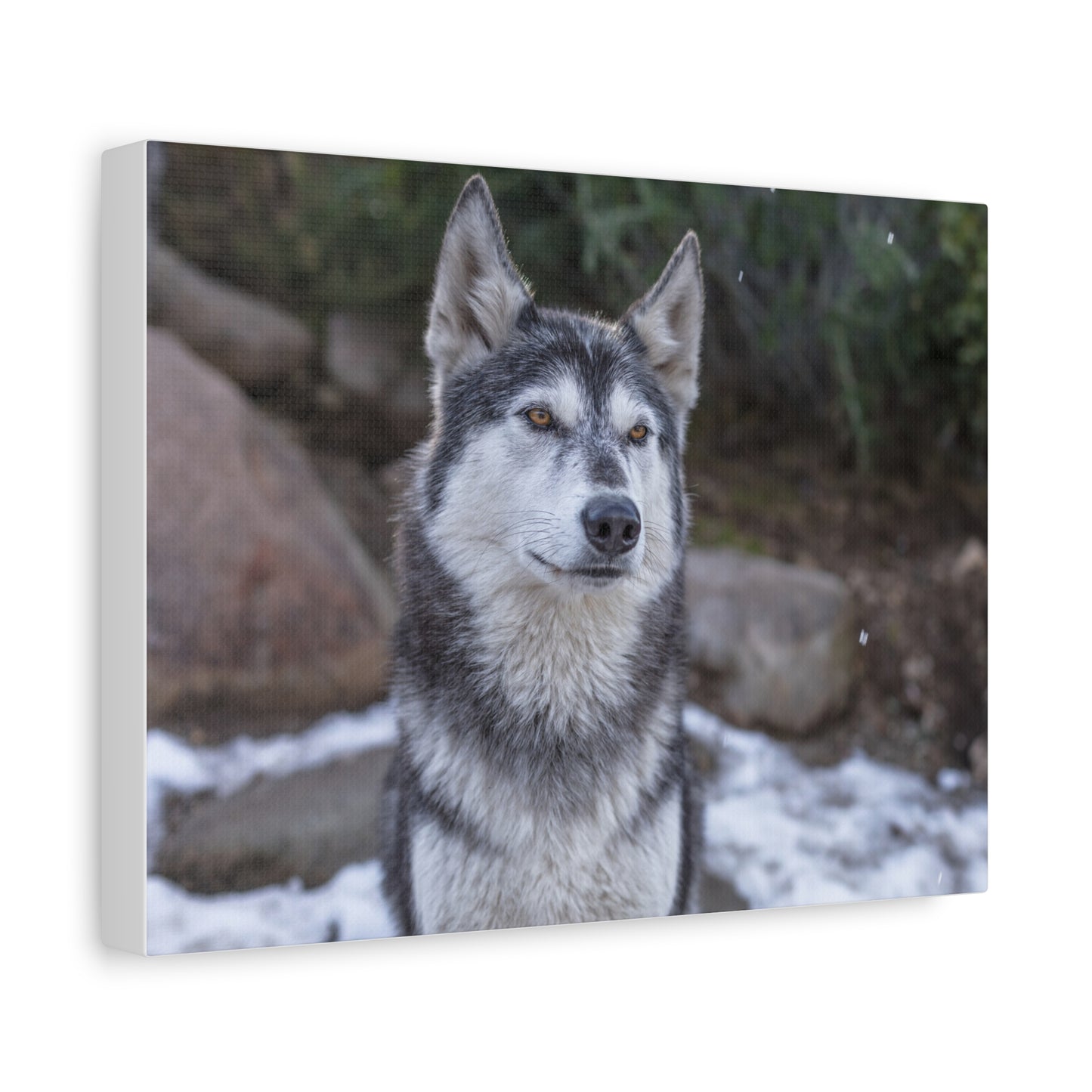 Luna Canvas Print