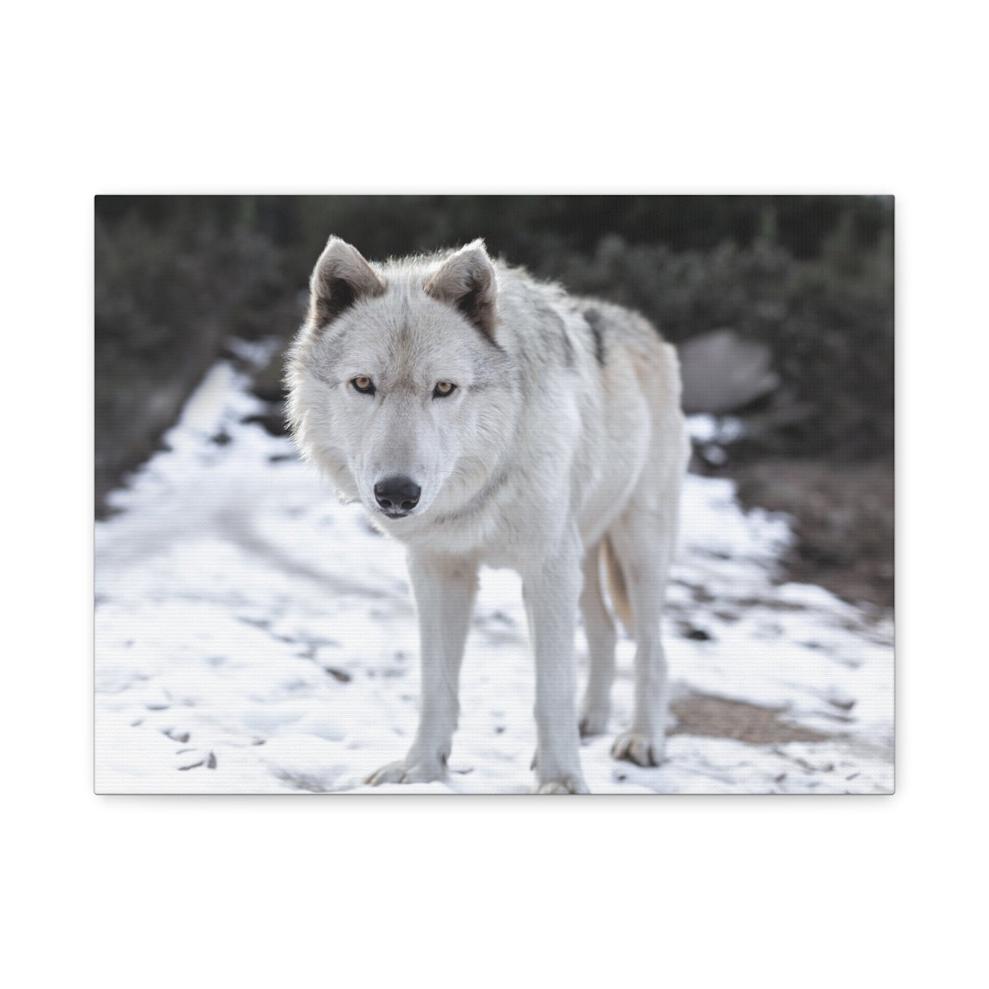 Leo Canvas Print