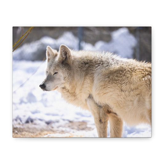 Max Canvas Print