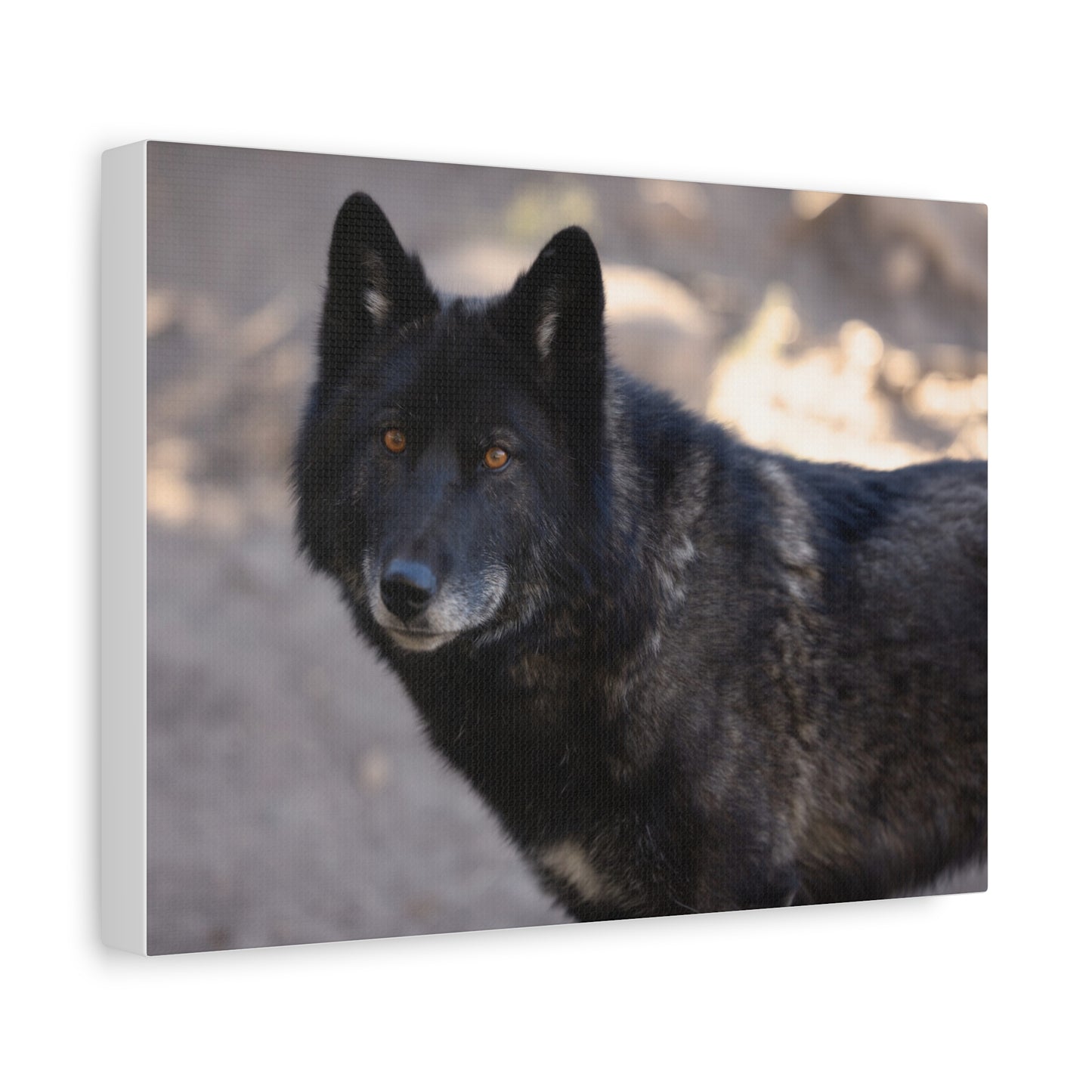 Lakota Canvas Print