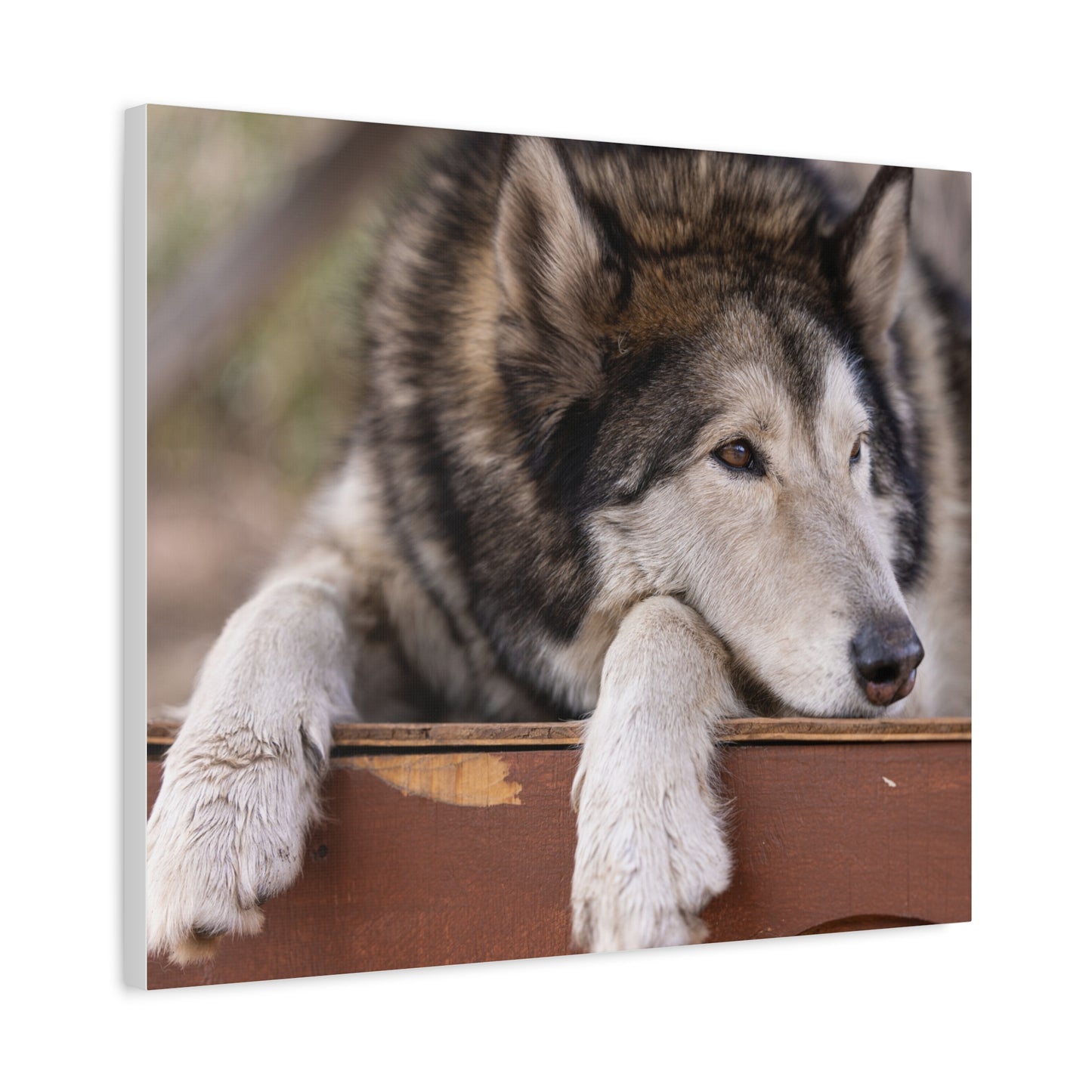 Wolfee Canvas Print