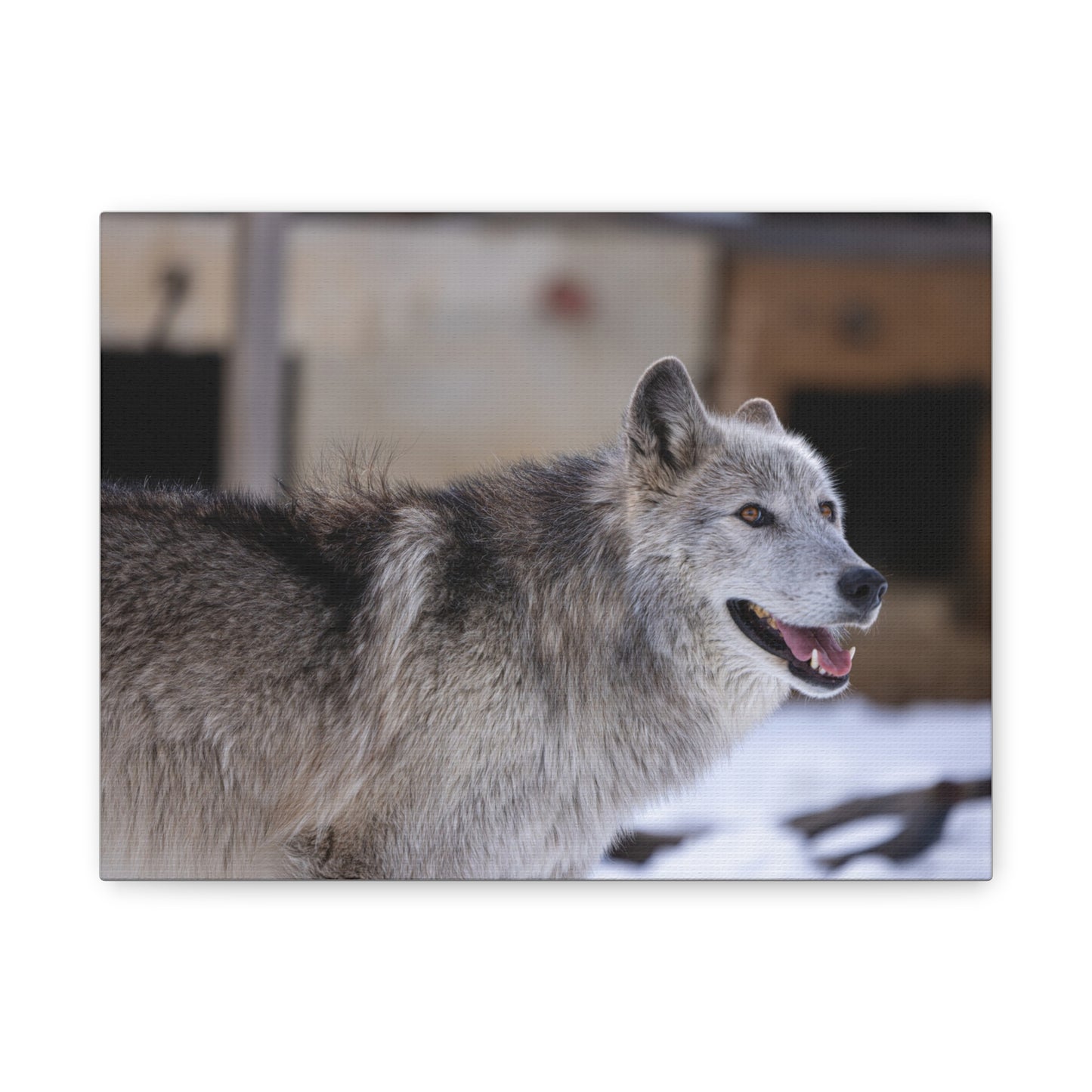 Daisy Canvas print