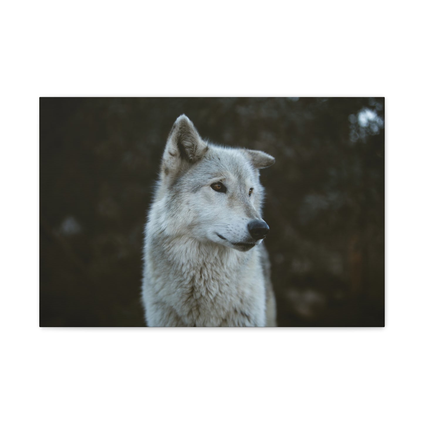 Willow Canvas Print