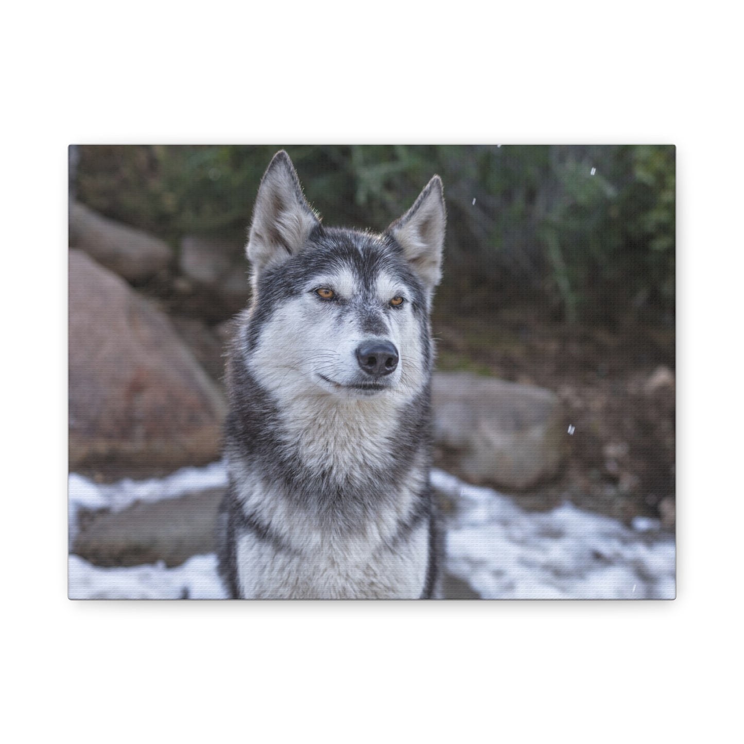 Luna Canvas Print
