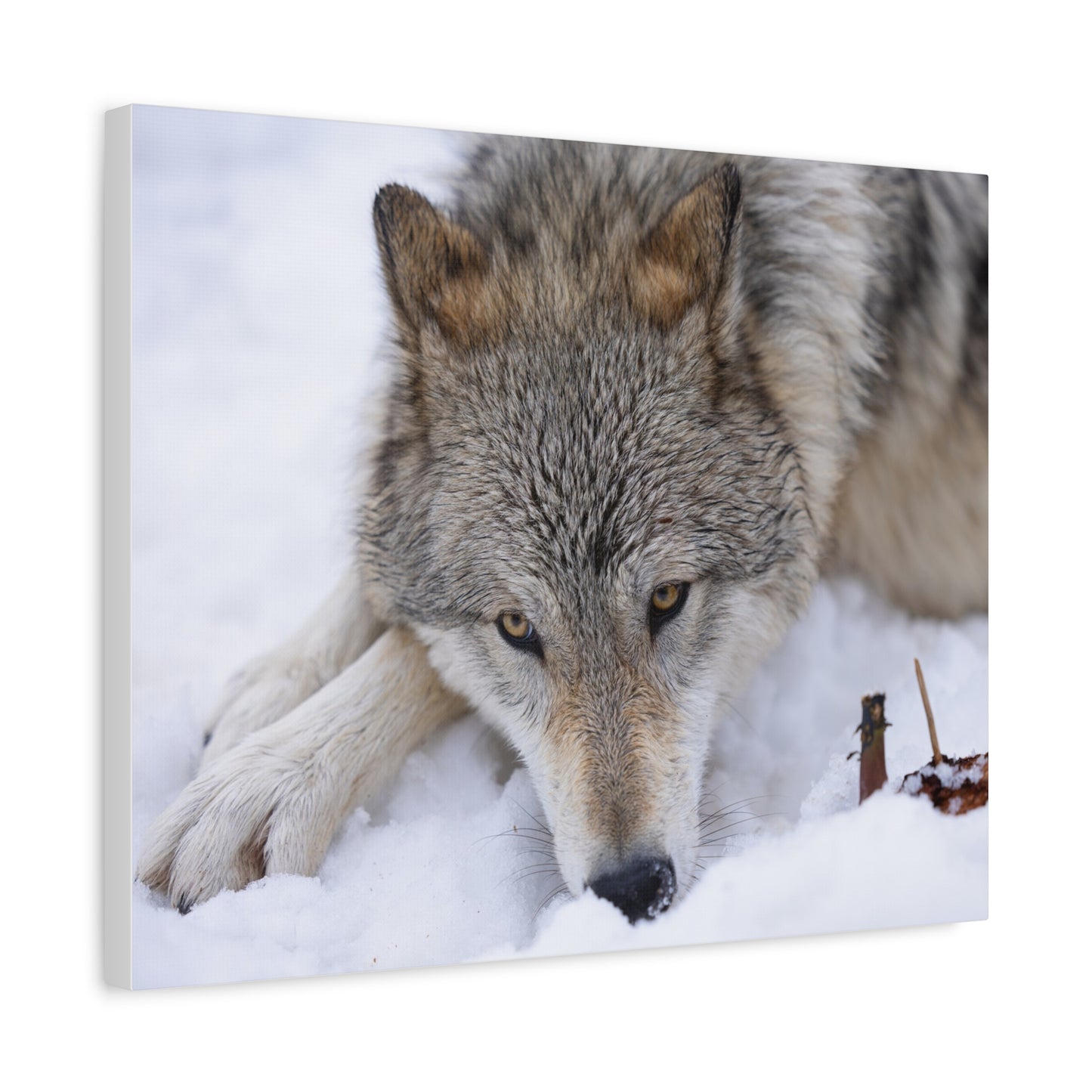 Nukumi Canvas Print